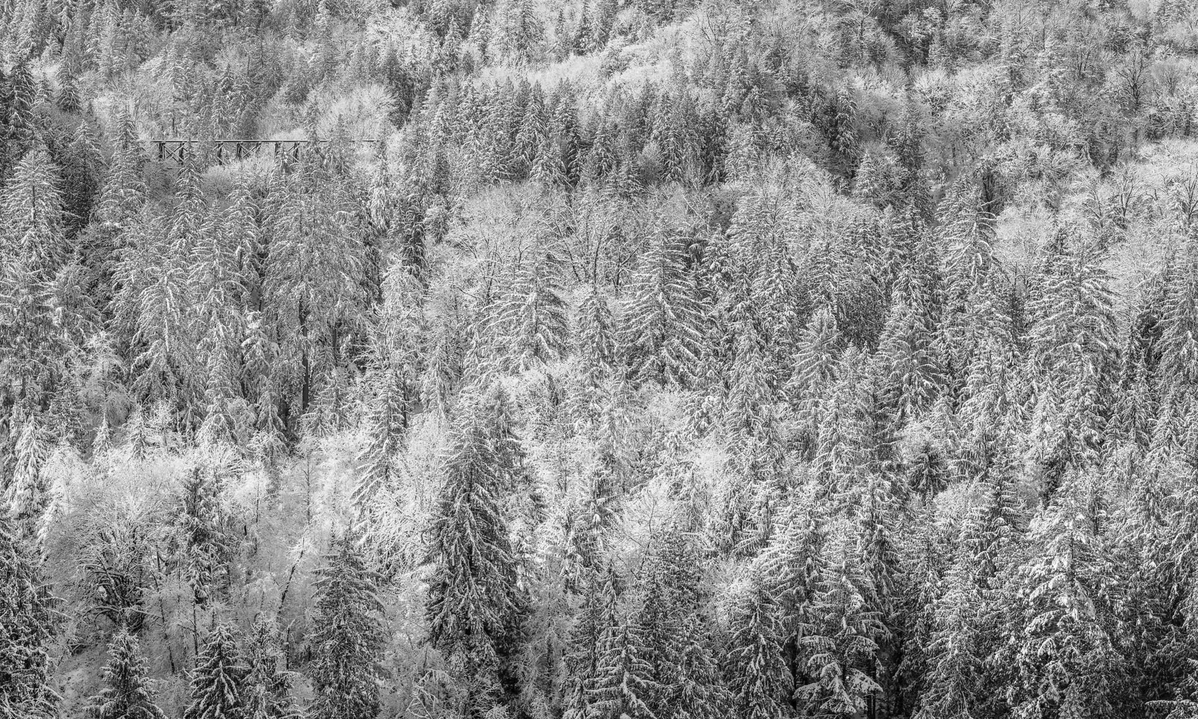 SnoqualmieForestinSnow-2.jpg