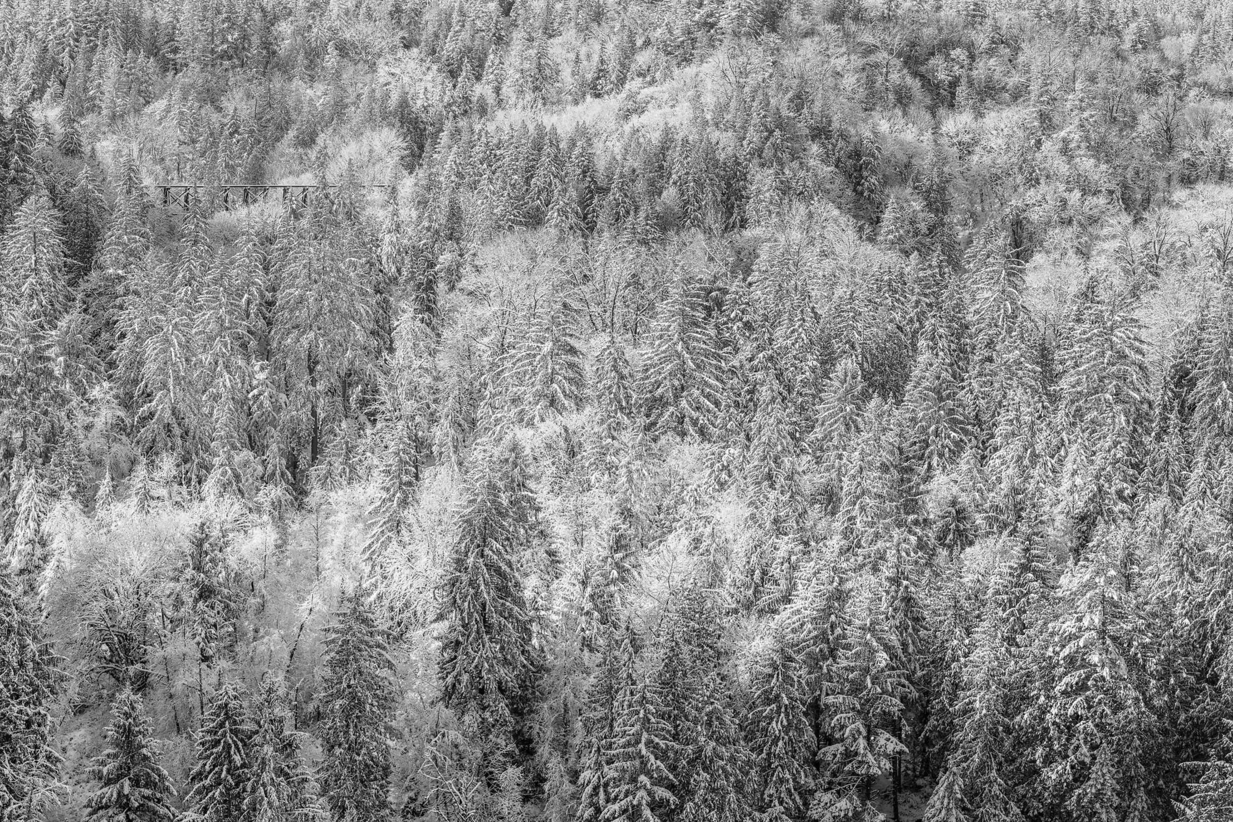 Snoqualmie forest in snow