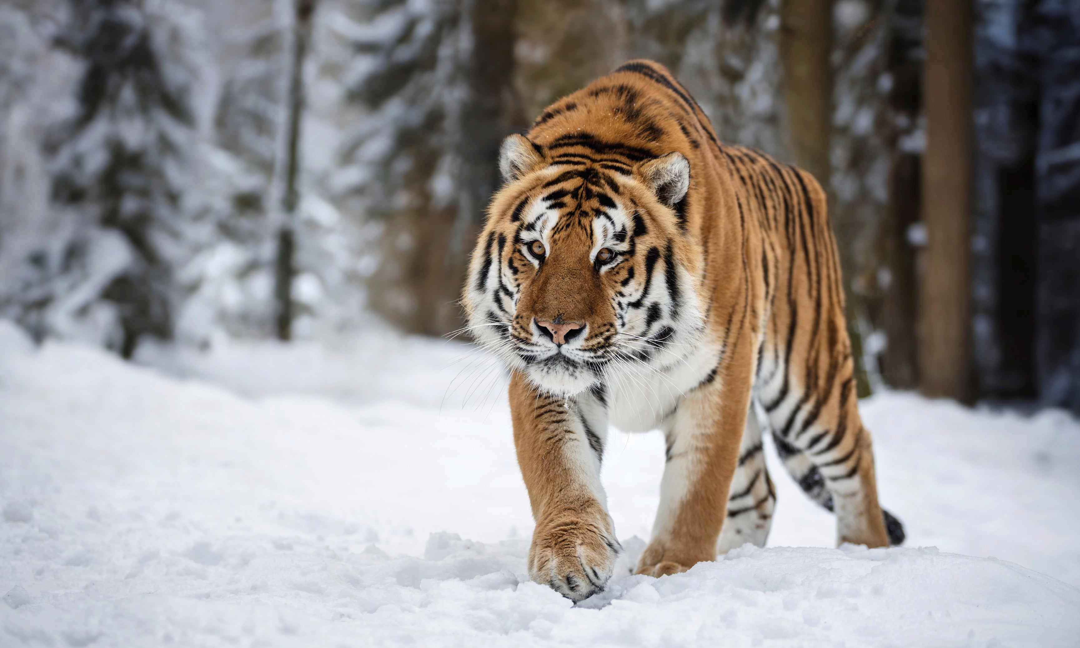 Snowwalker-120x80cm.jpg