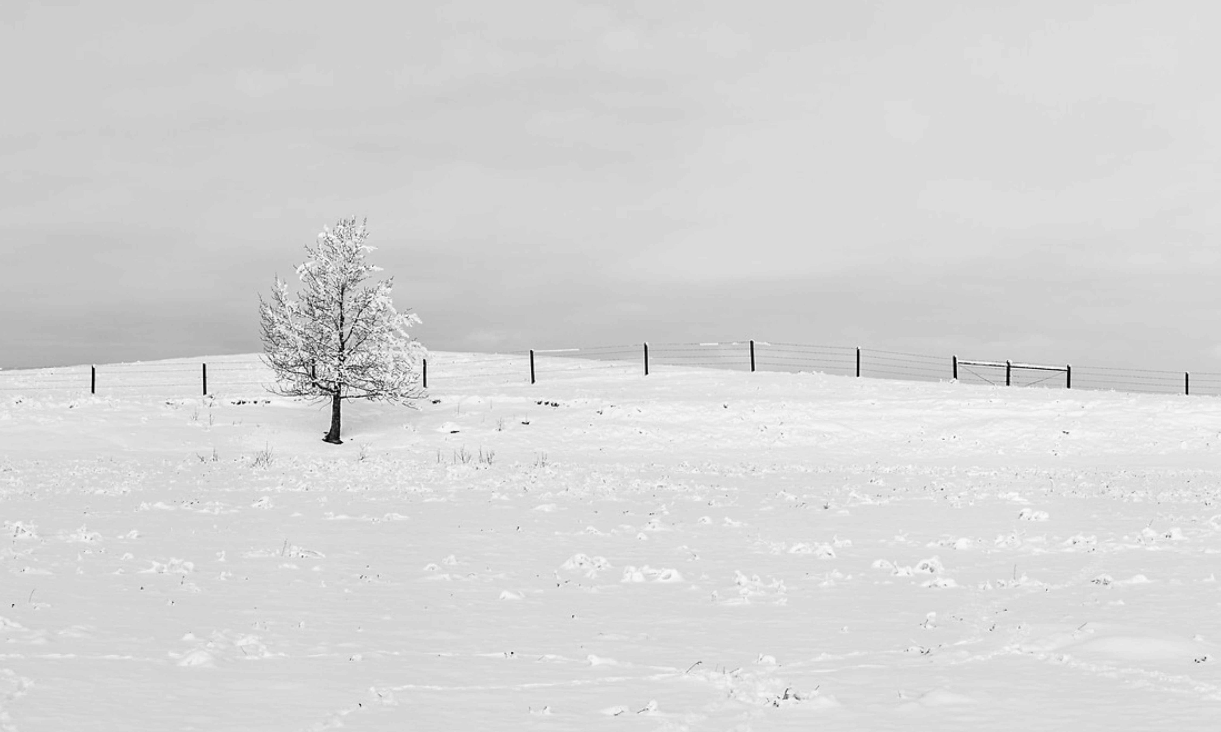 SnowySolitude_B_W.jpg