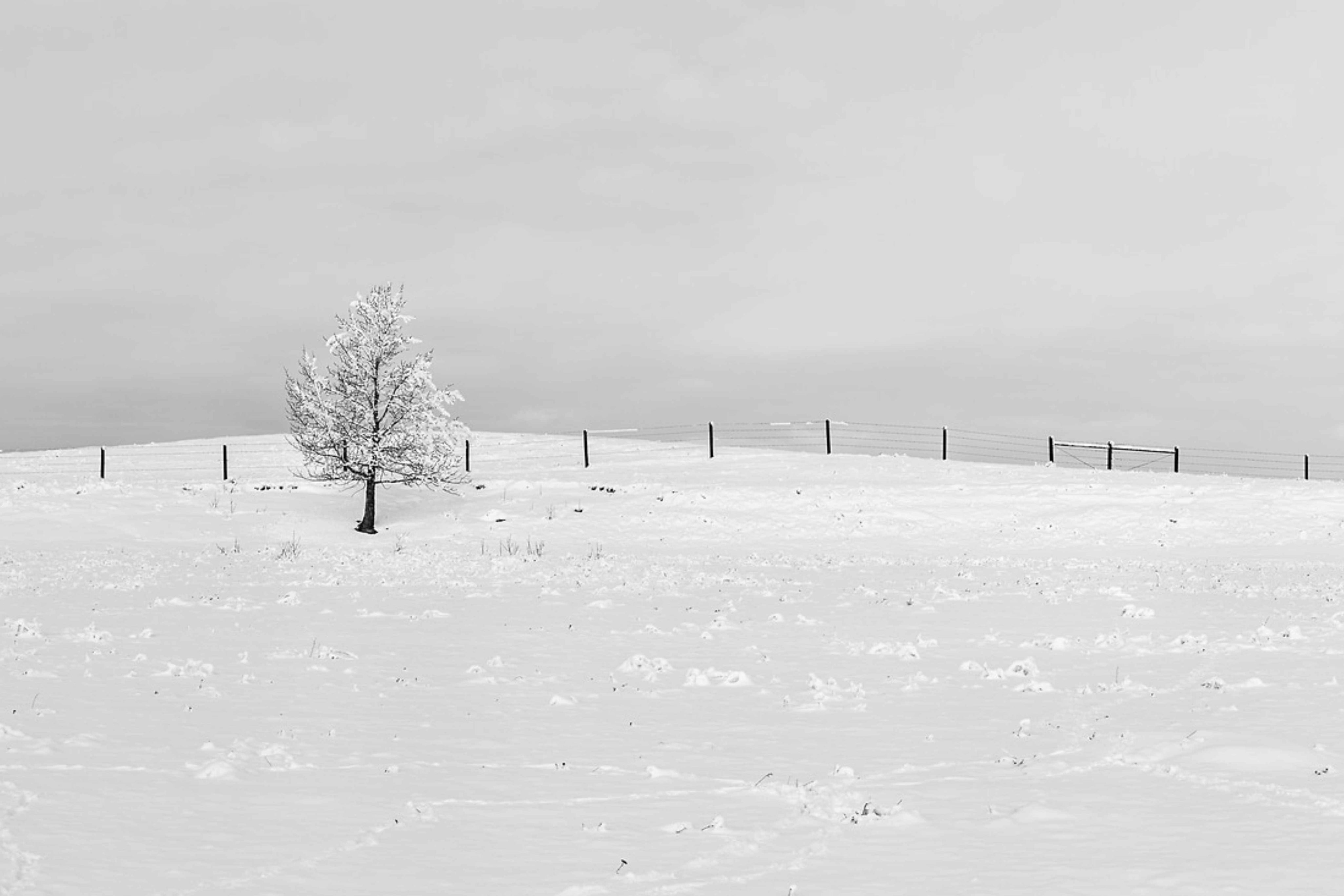 Snowy Solitude