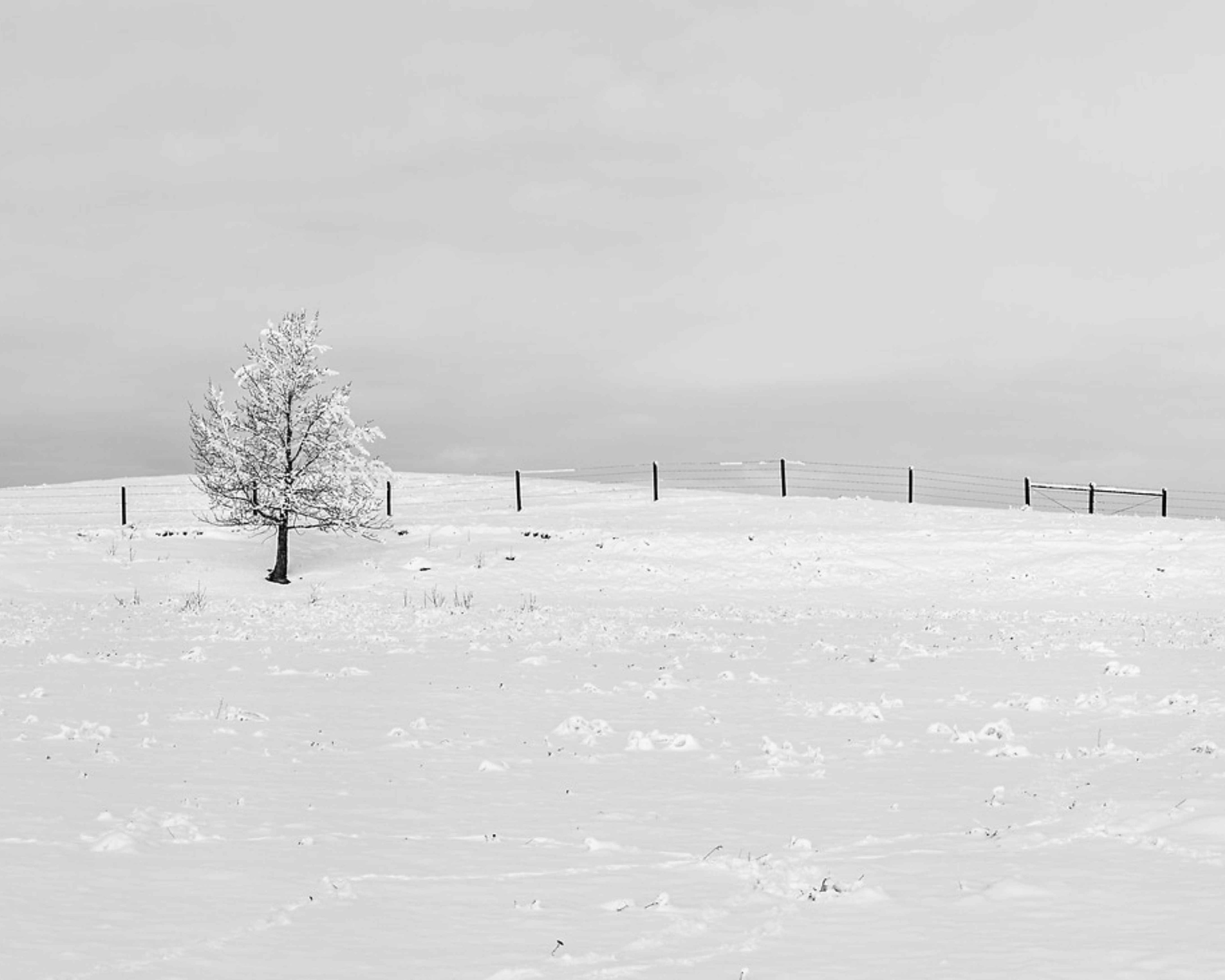 SnowySolitude_B_W.jpg