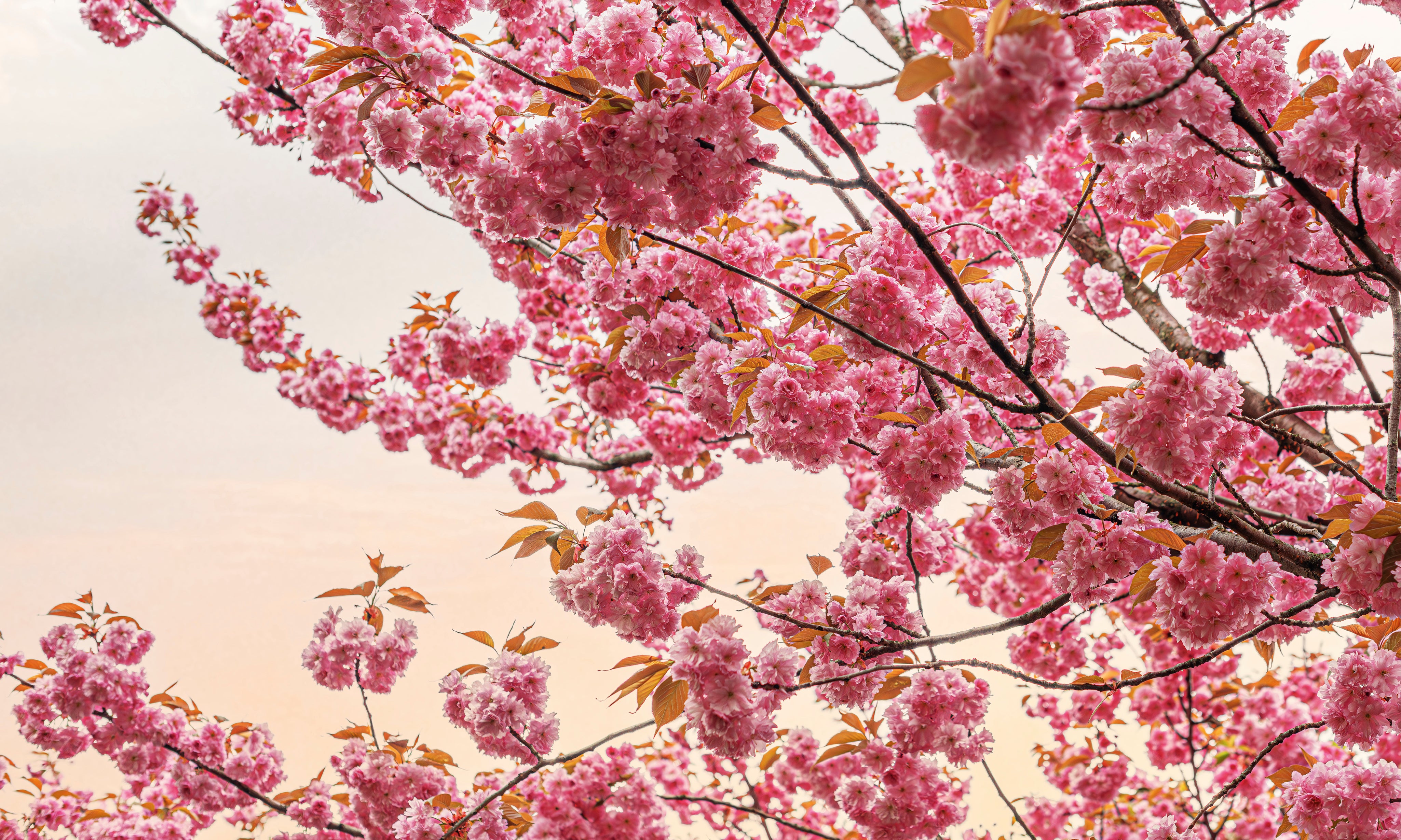 Softlysurrounded-150x100cm.jpg