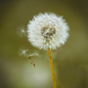 Soft wishes