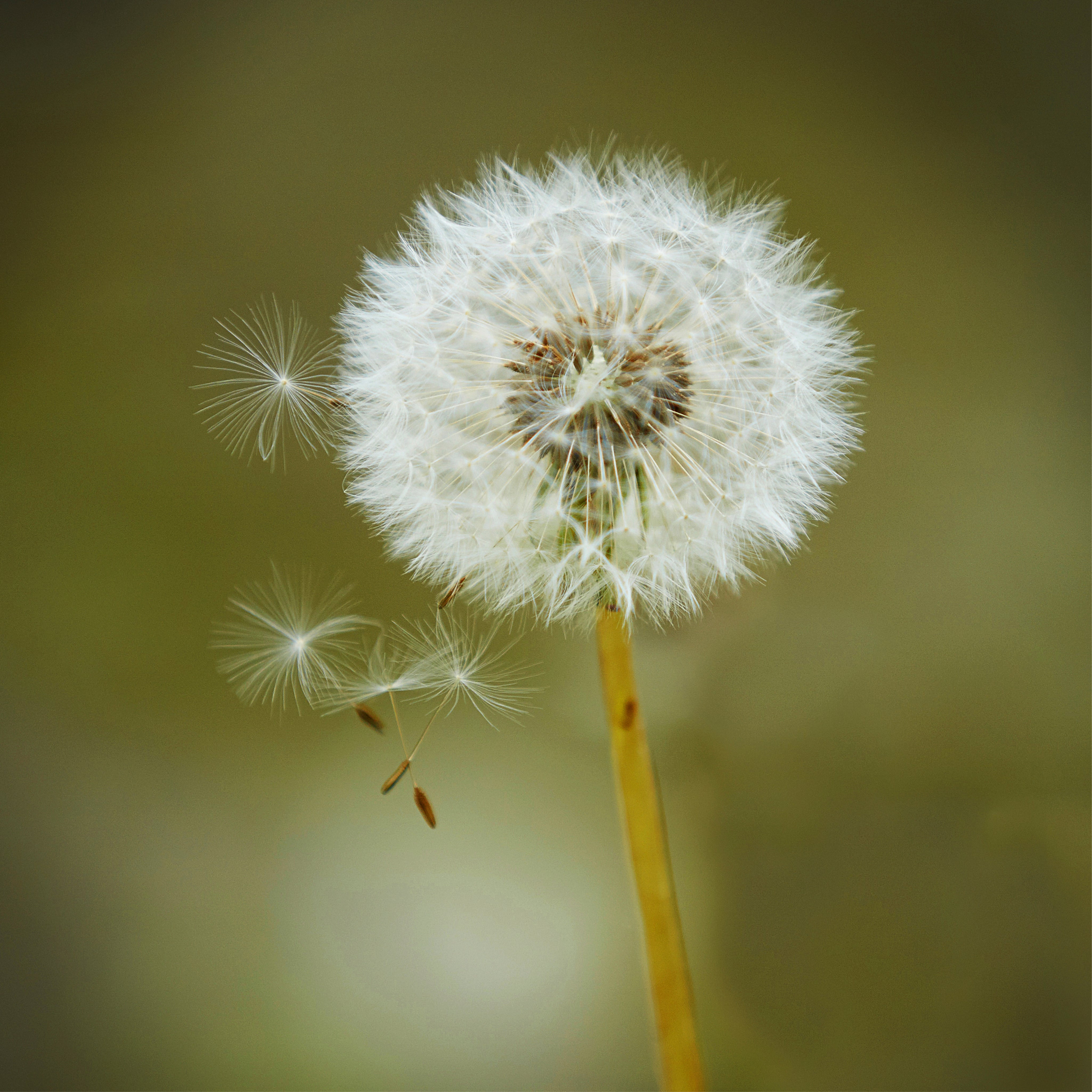 Soft wishes