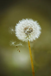 Soft wishes