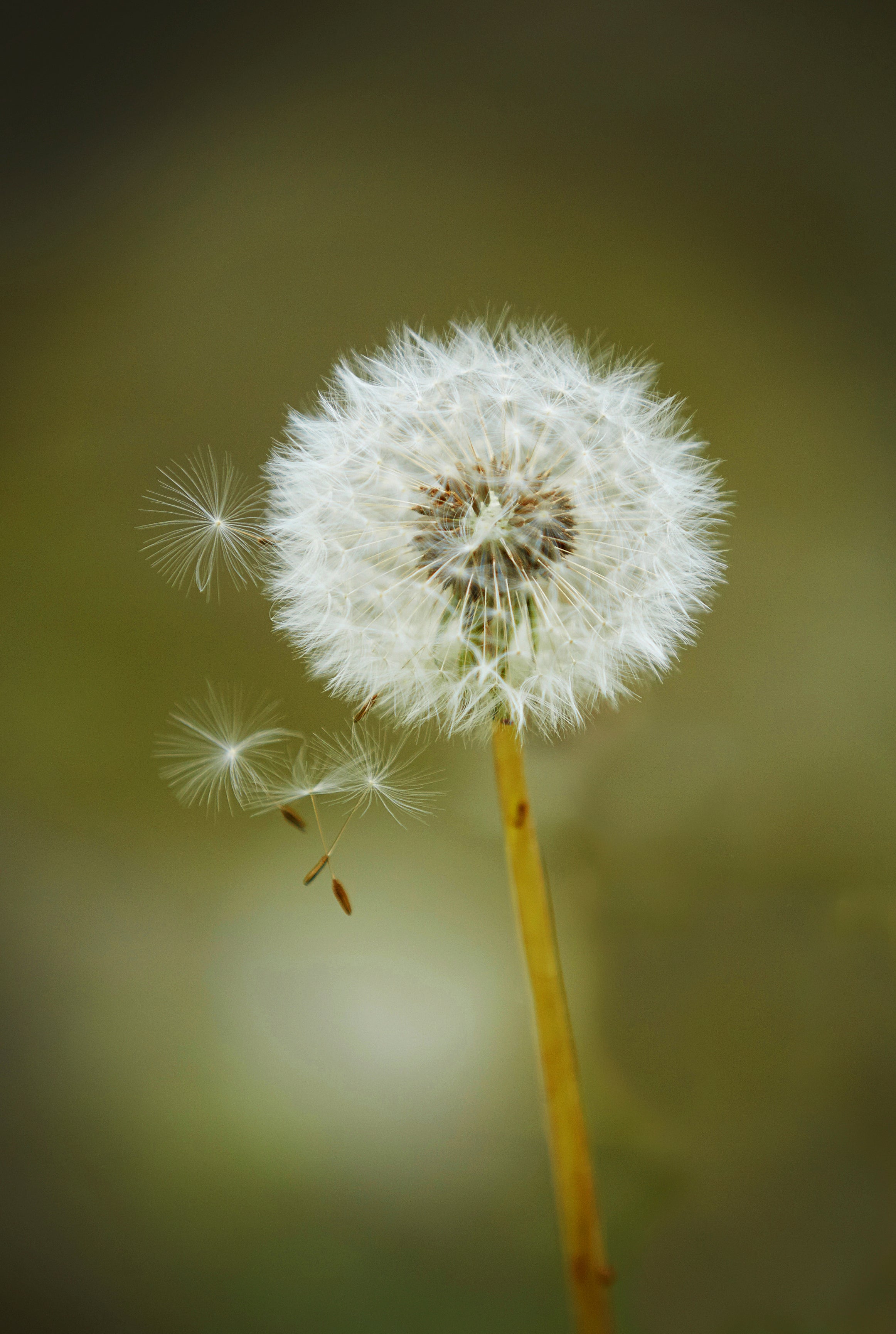 Soft wishes