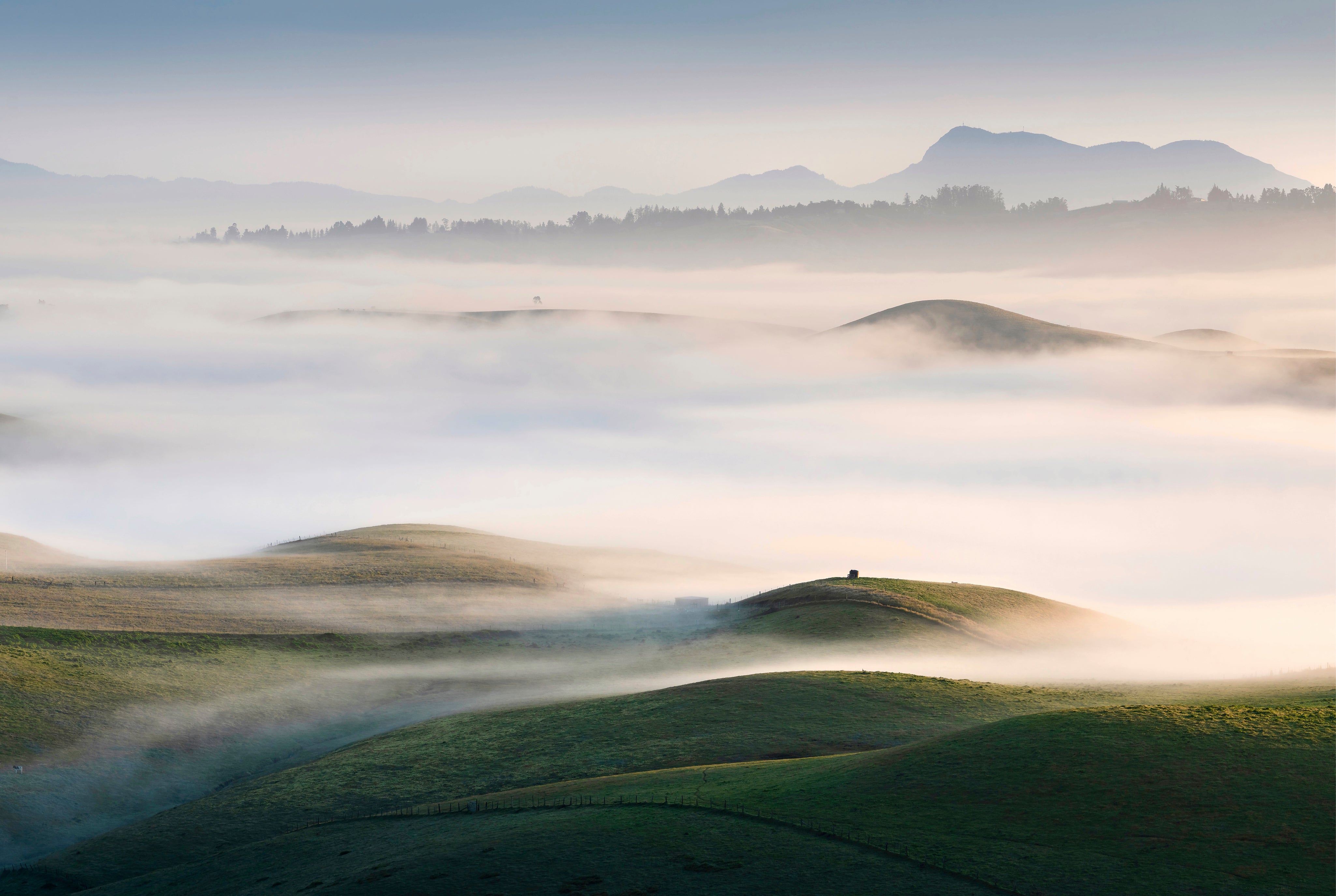 SonomaMorning-150x100cm.jpg