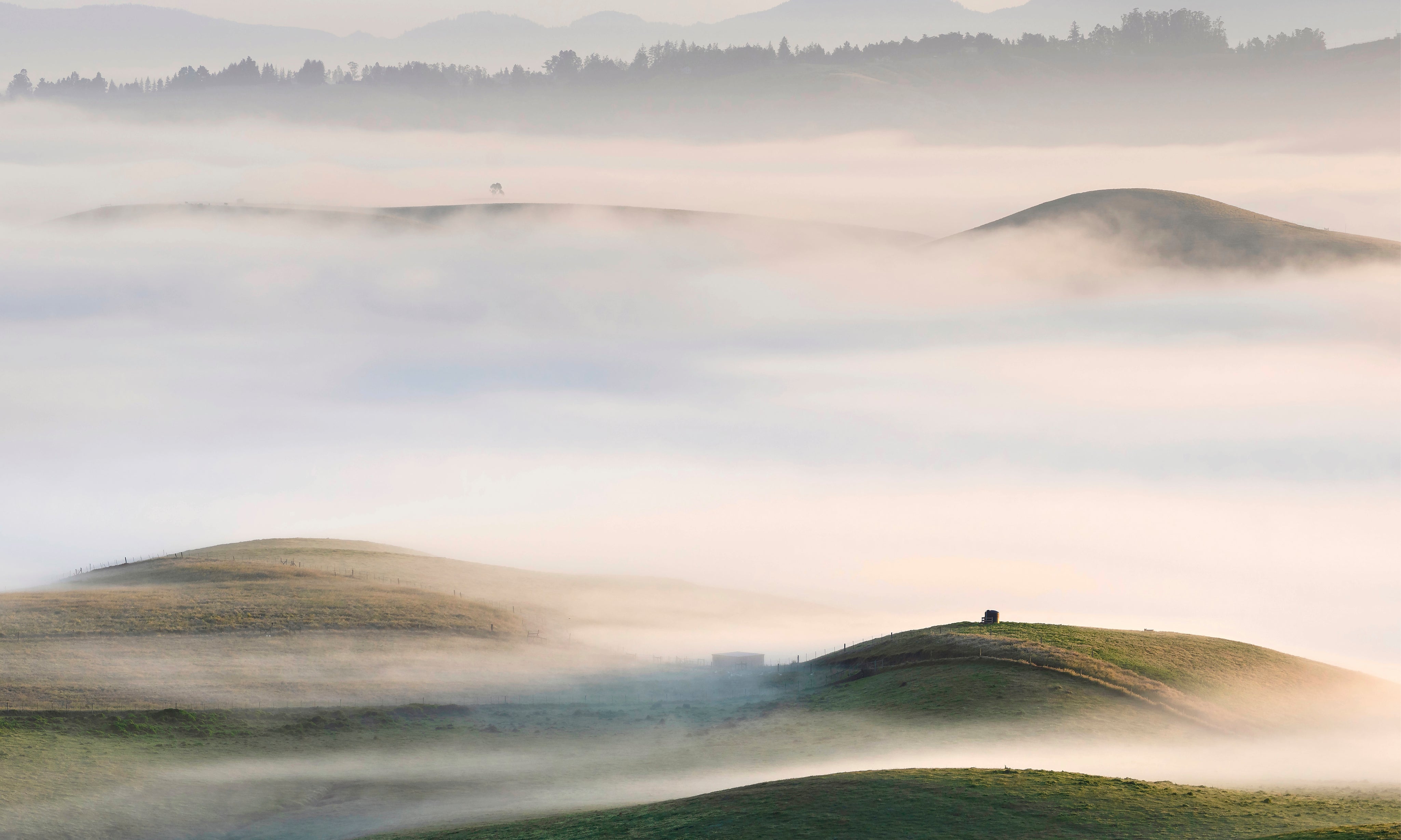 SonomaMorning-150x150cm.jpg