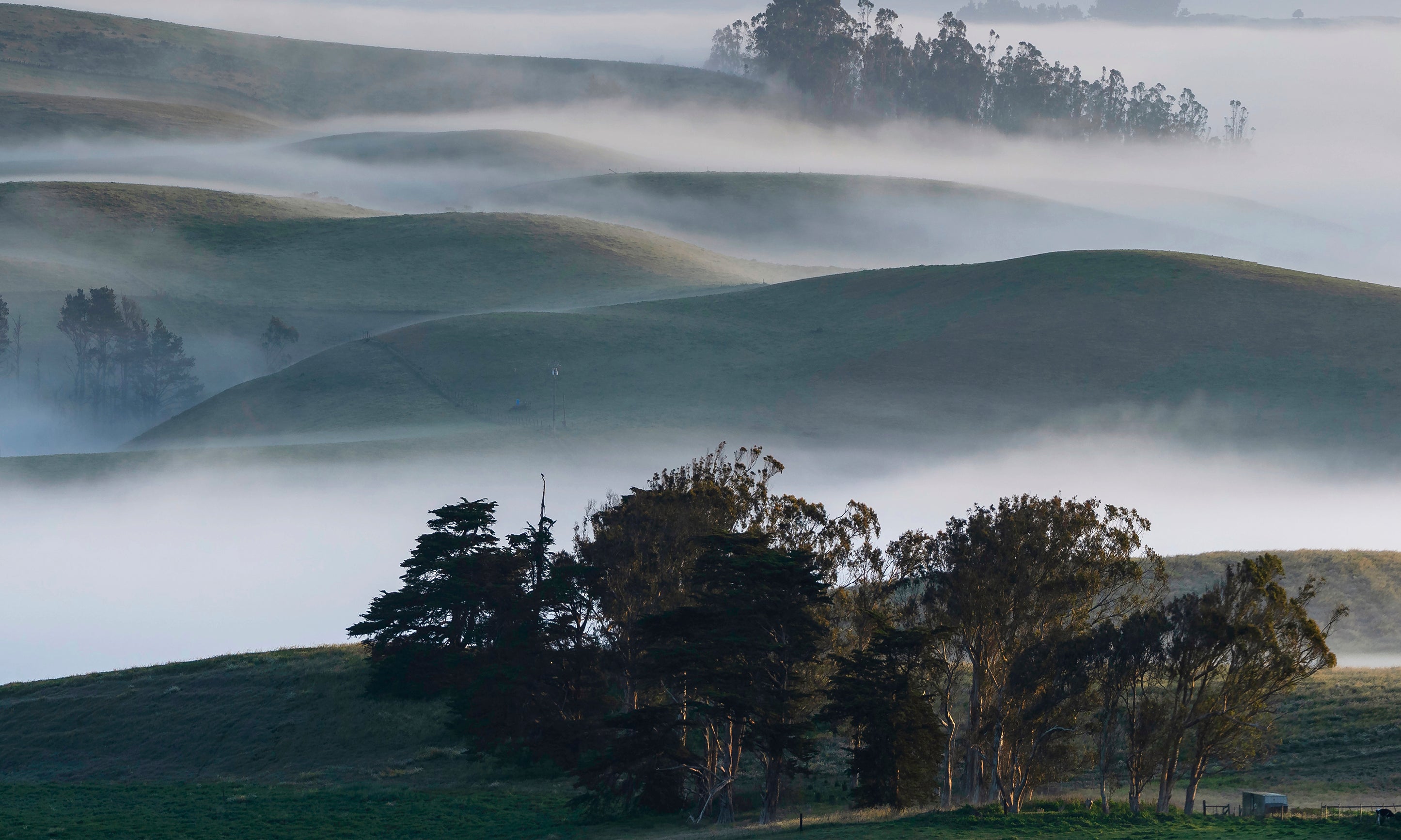 SonomaMorninggoeson-100x150cm.jpg