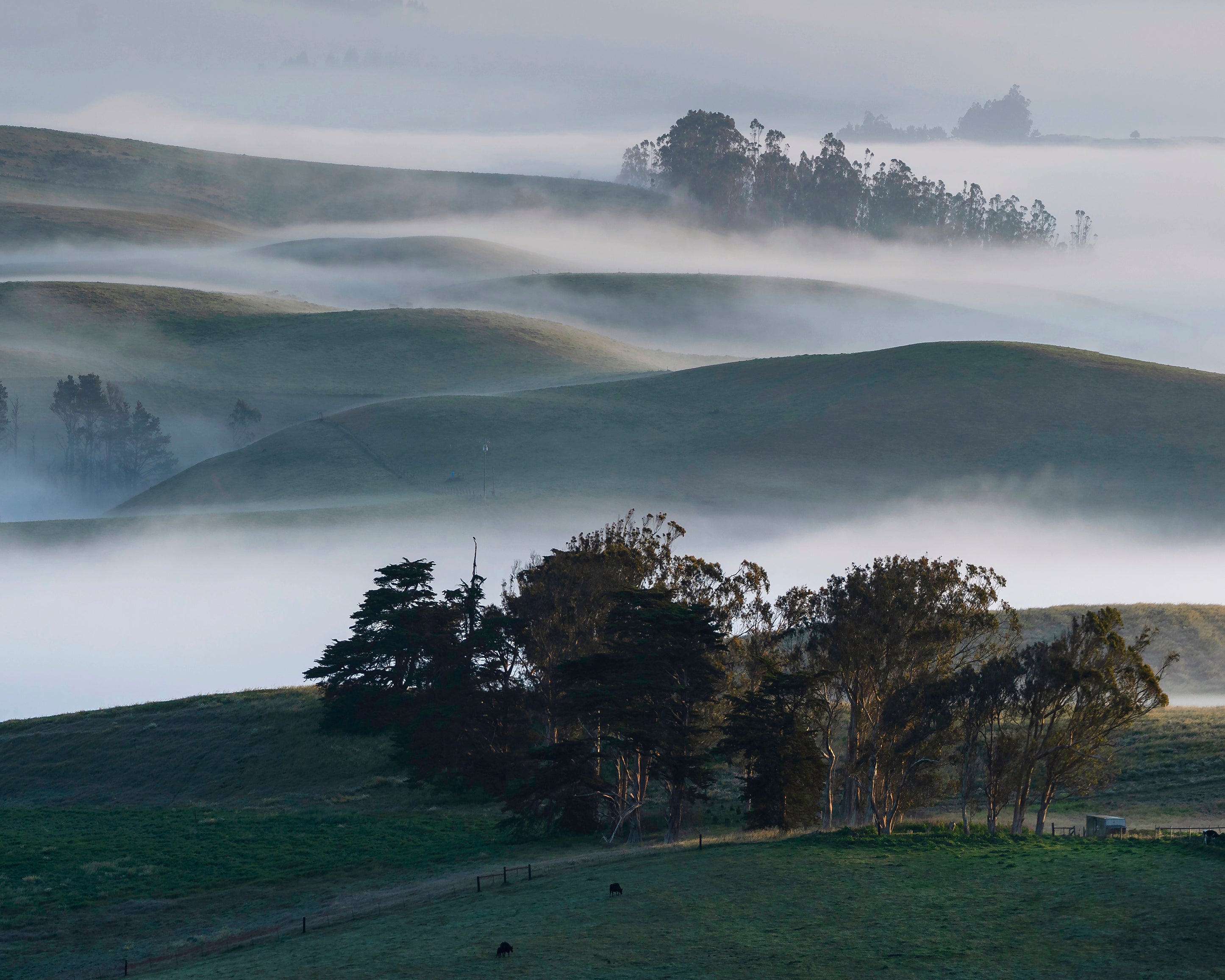 SonomaMorninggoeson-100x150cm.jpg