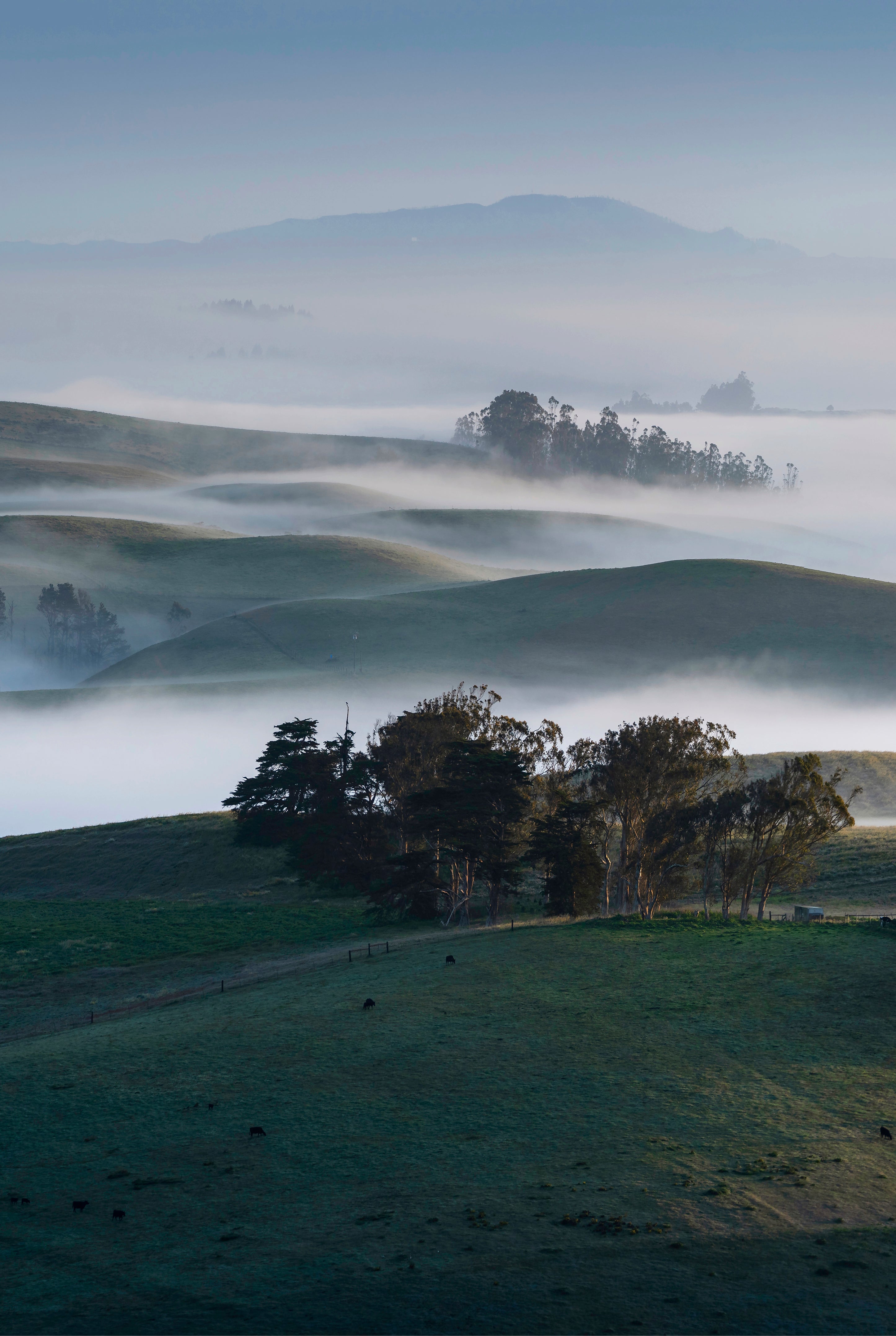 Sonoma Morning goes on