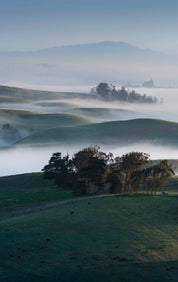 Sonoma Morning goes on