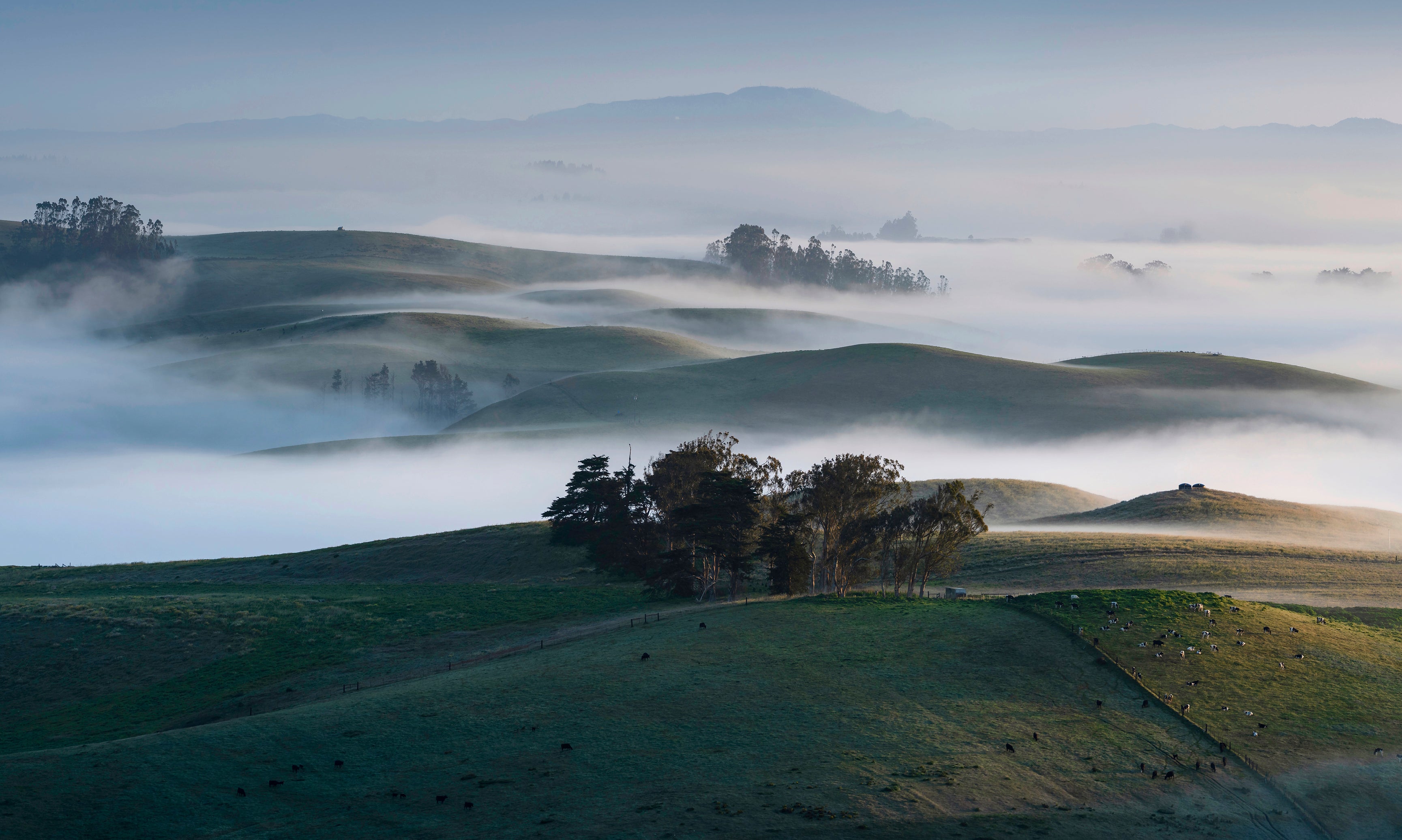 SonomaMorninggoeson-120x80cm.jpg