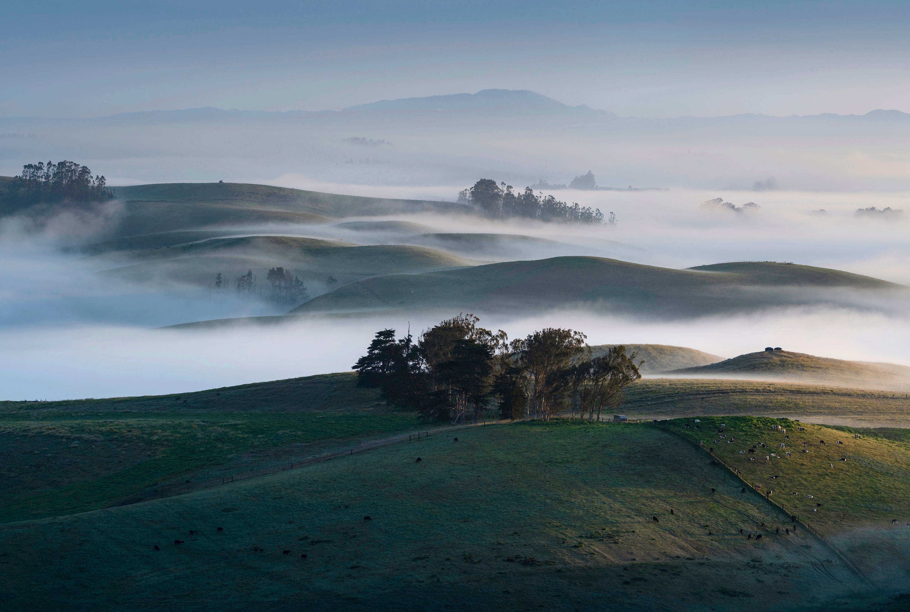 SonomaMorninggoeson-120x80cm.jpg