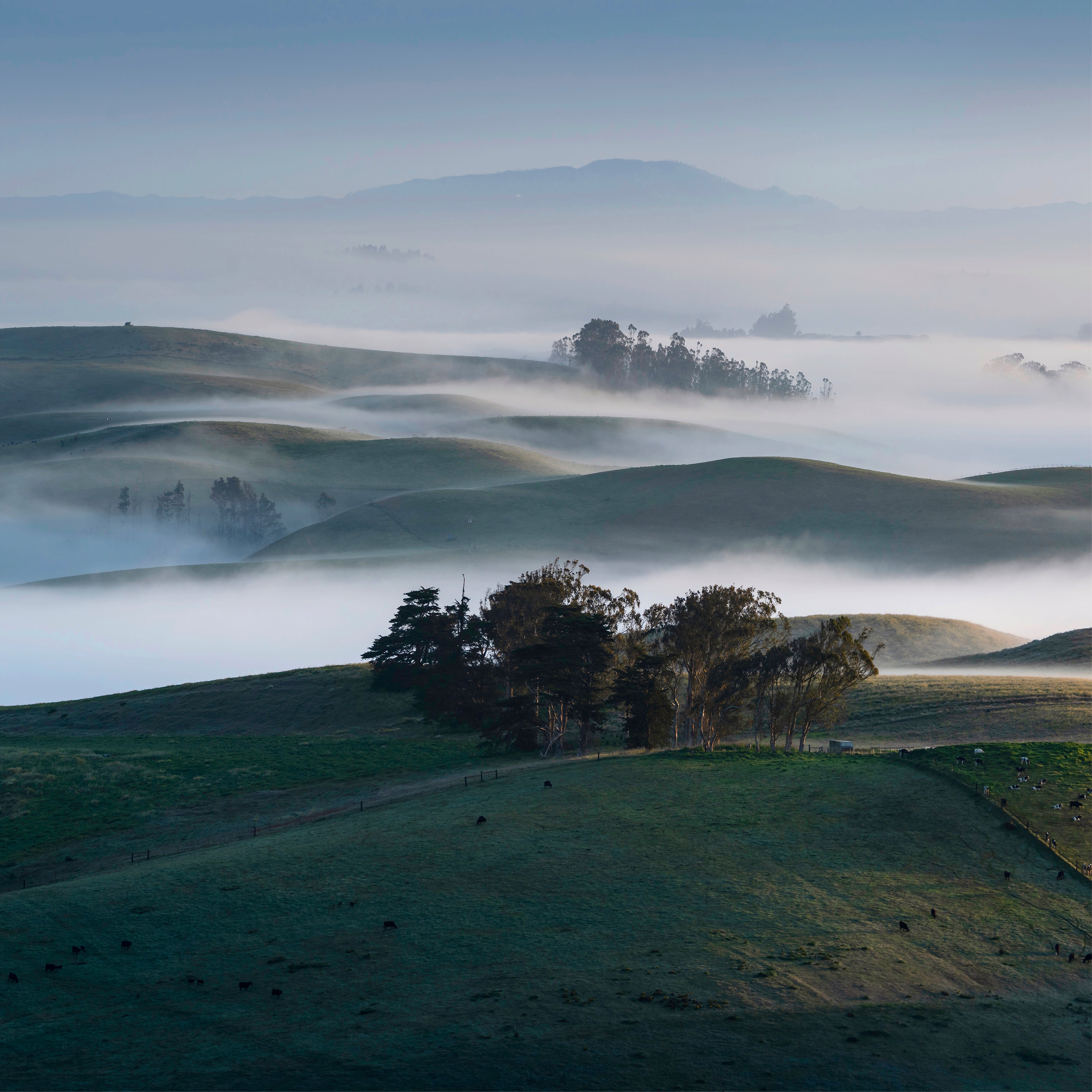 Sonoma Morning goes on