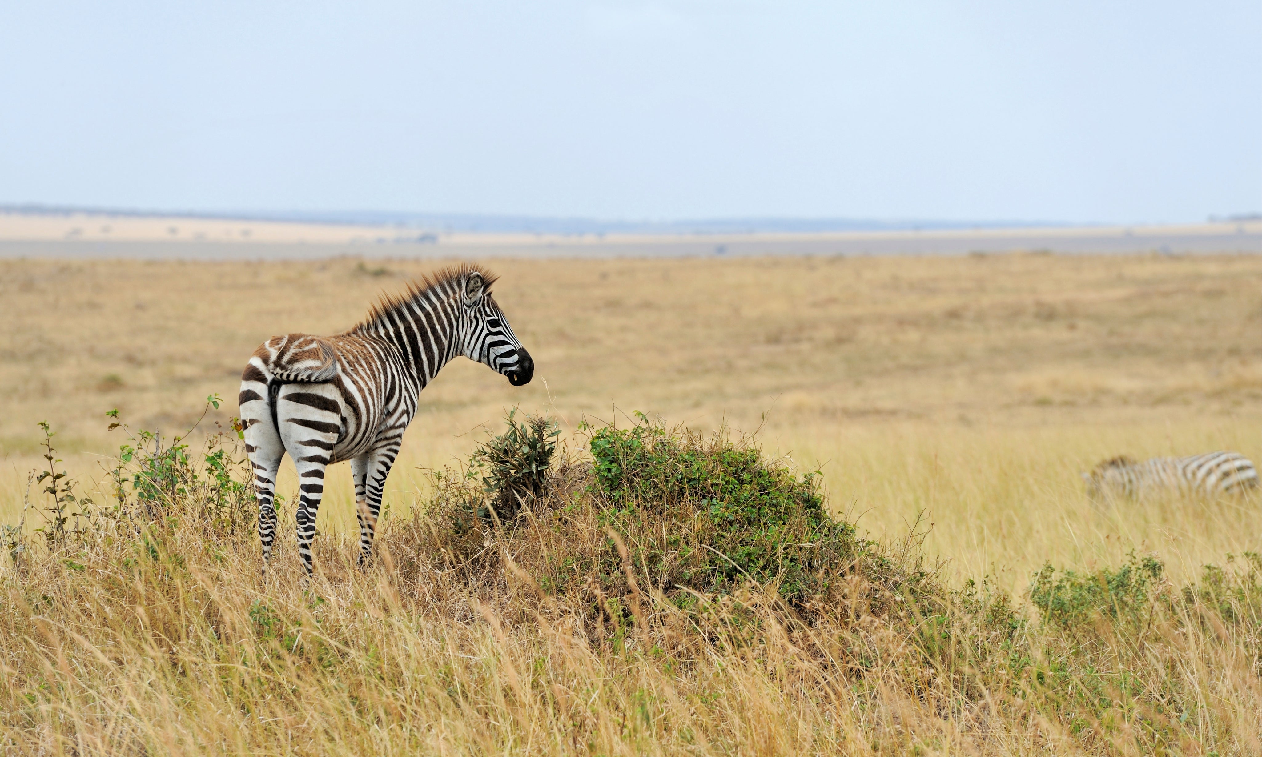 Spiritofthesavanna-150x100cm.jpg