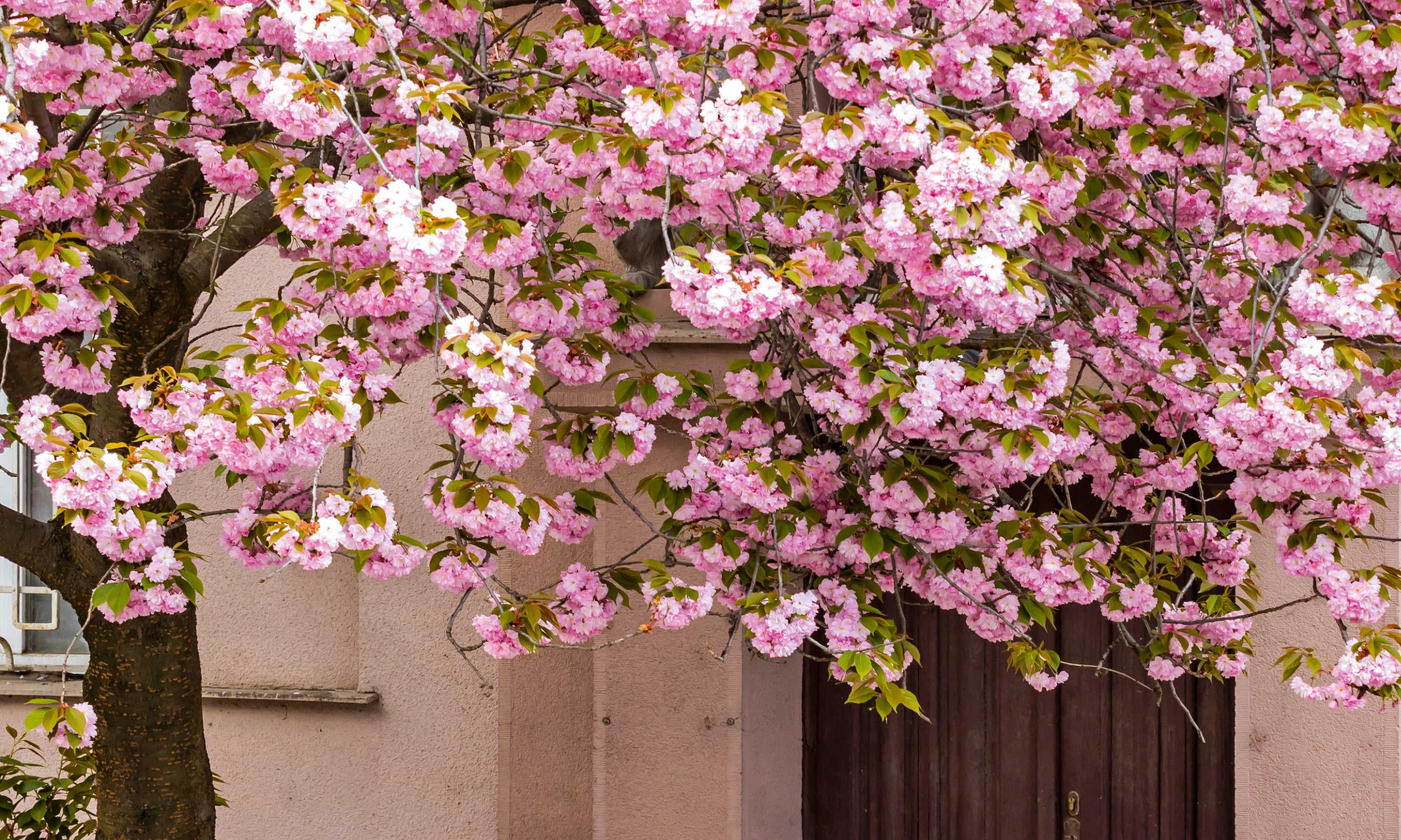 Spring_ssecretentrance-100x150cm.jpg