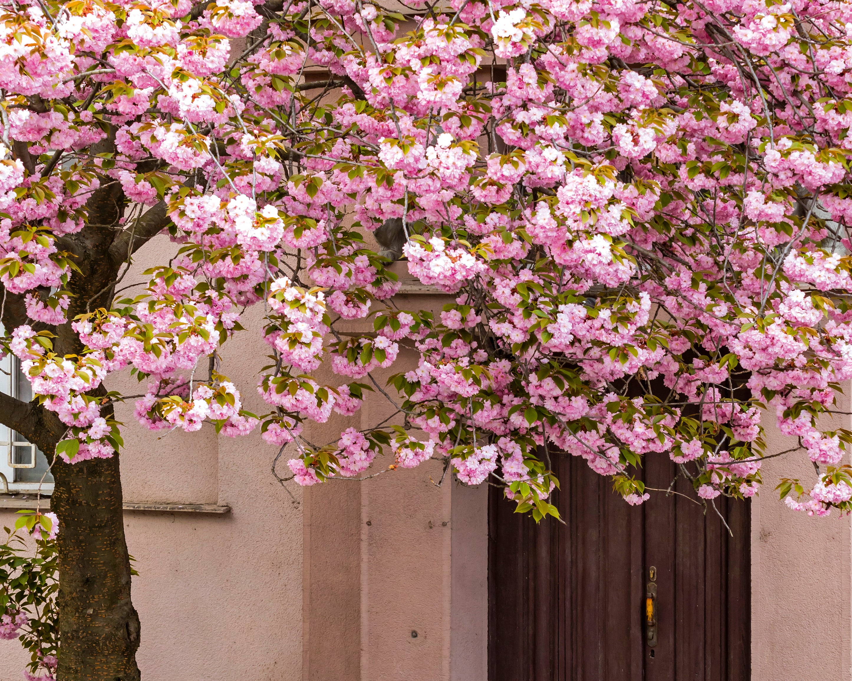 Spring_ssecretentrance-100x150cm.jpg