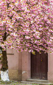 Spring’s secret entrance