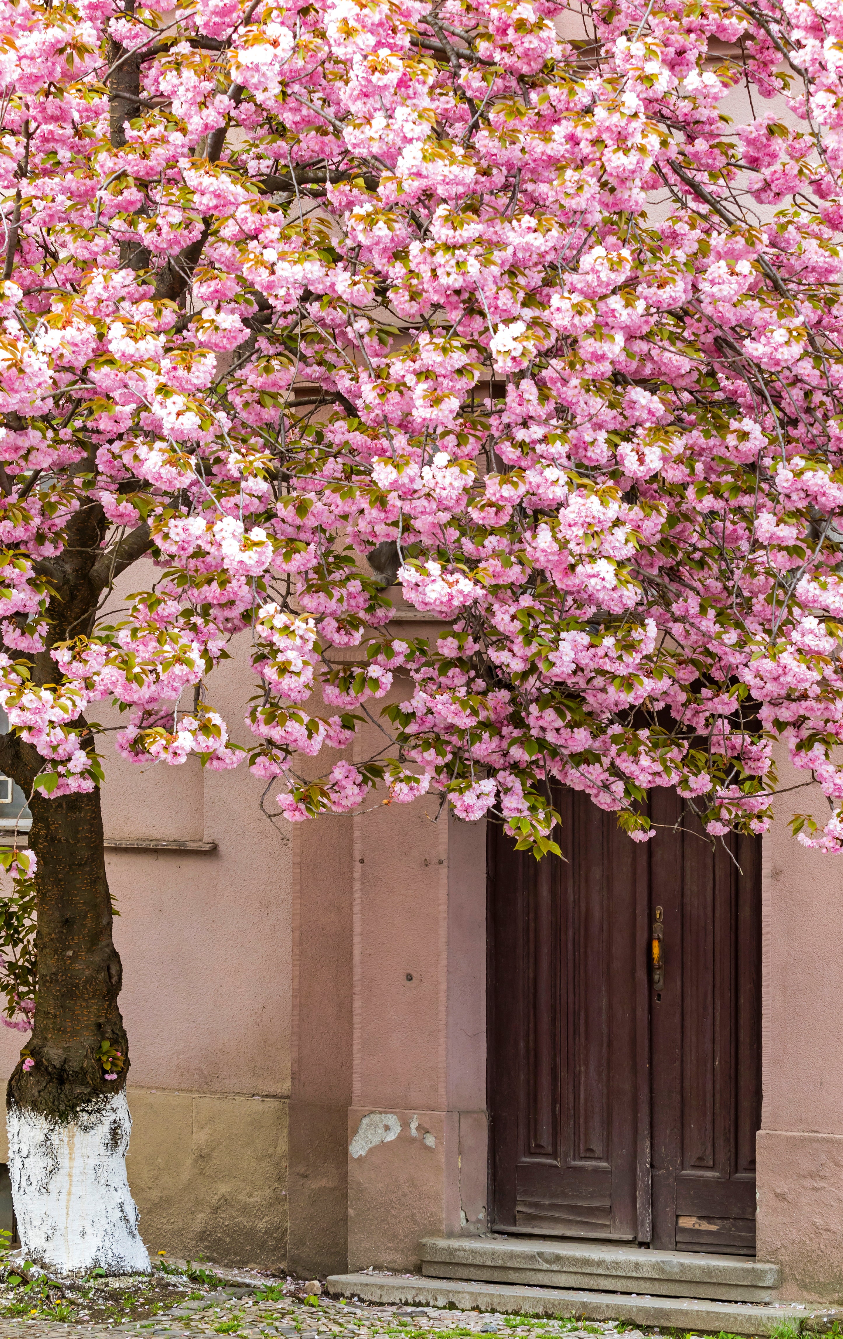 Spring’s secret entrance