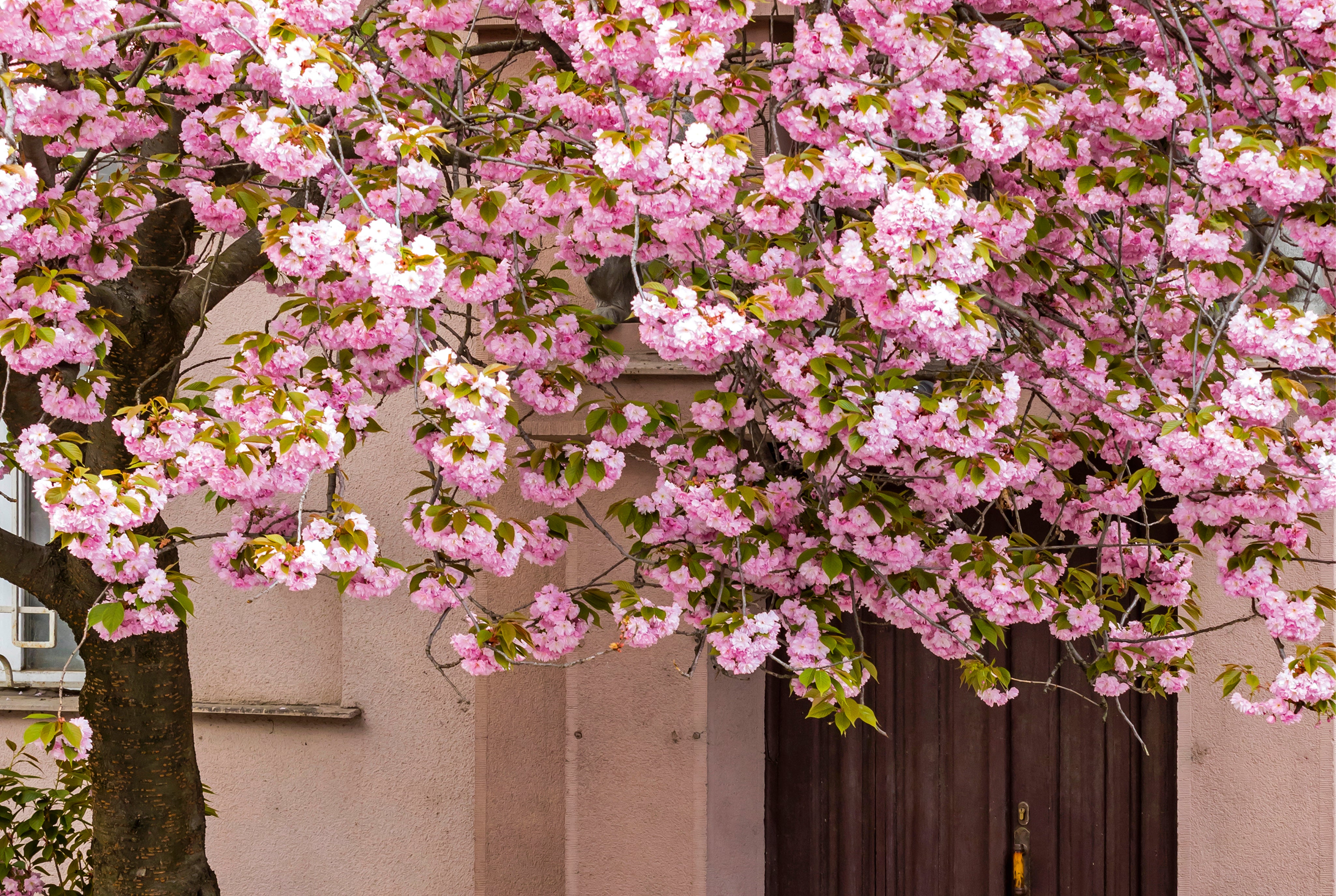 Spring_ssecretentrance-150x100cm.jpg