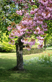 Springtime dream