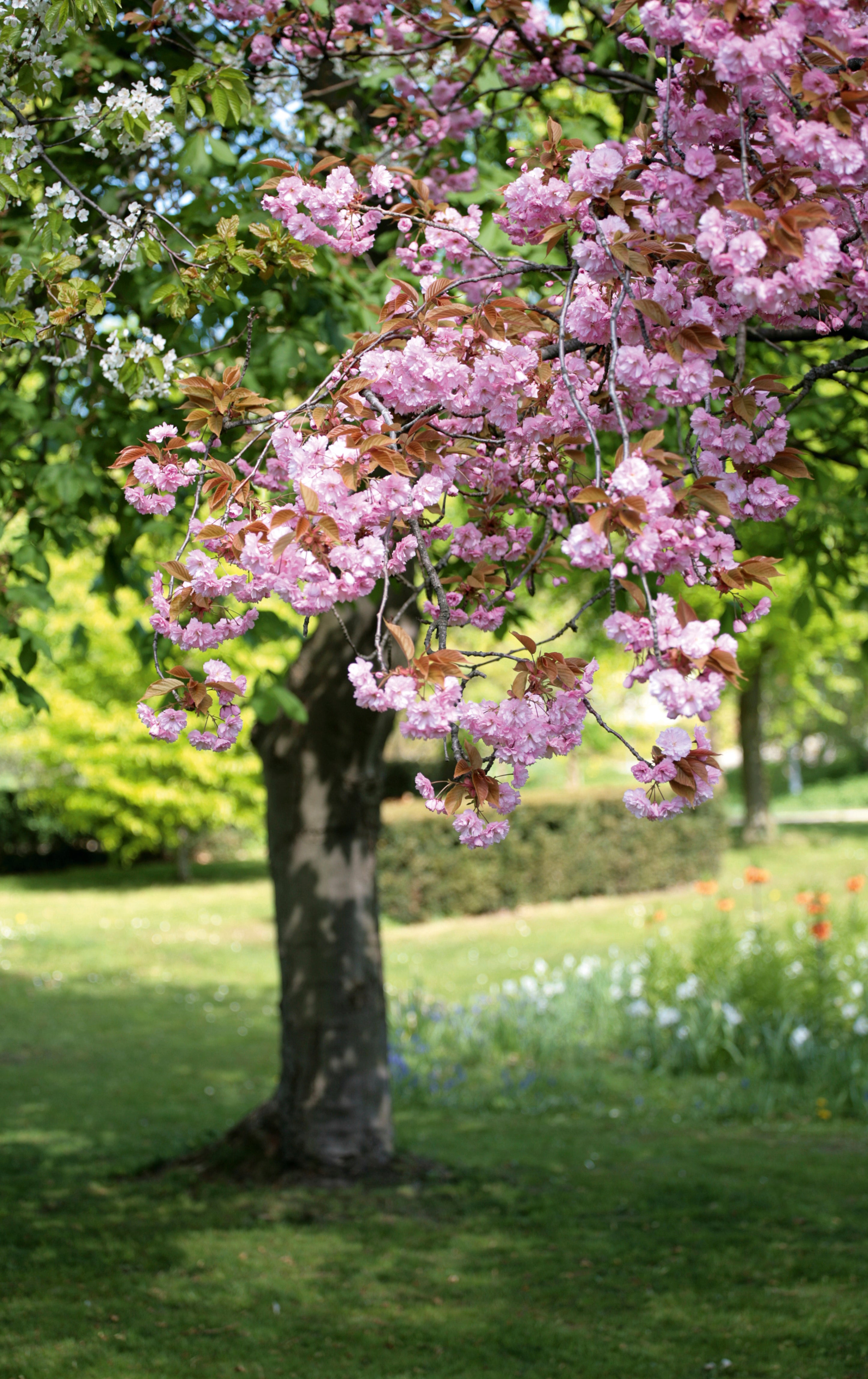Springtime dream