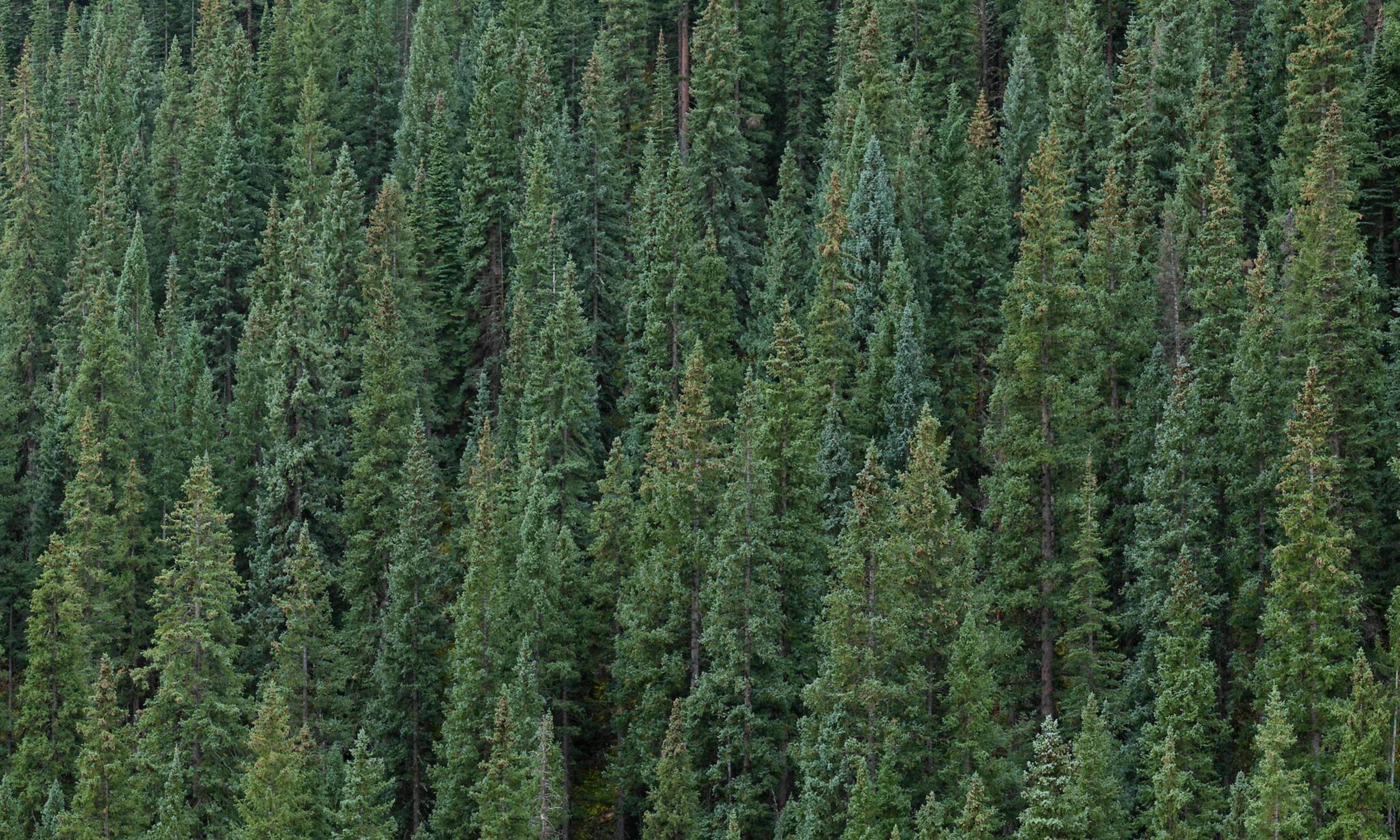 SquareTrees.jpg