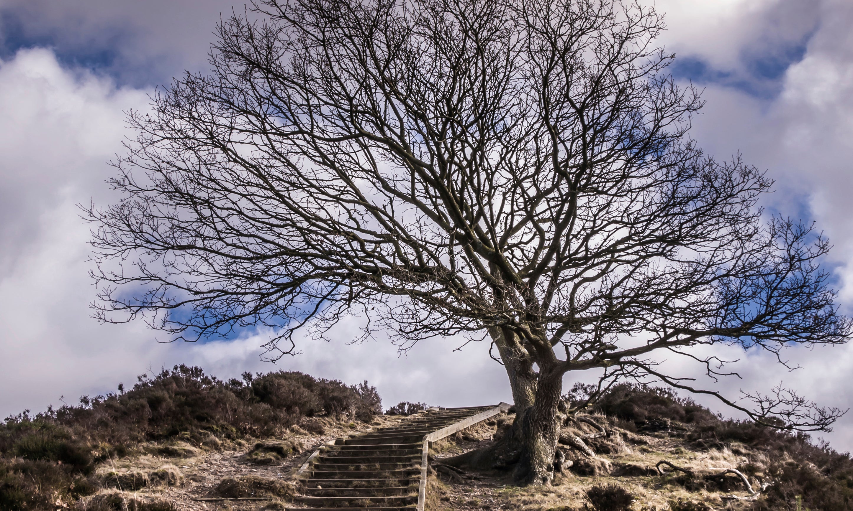 Stepstocalm-100x160cm.jpg
