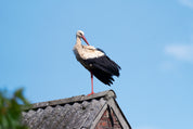 Stork balance