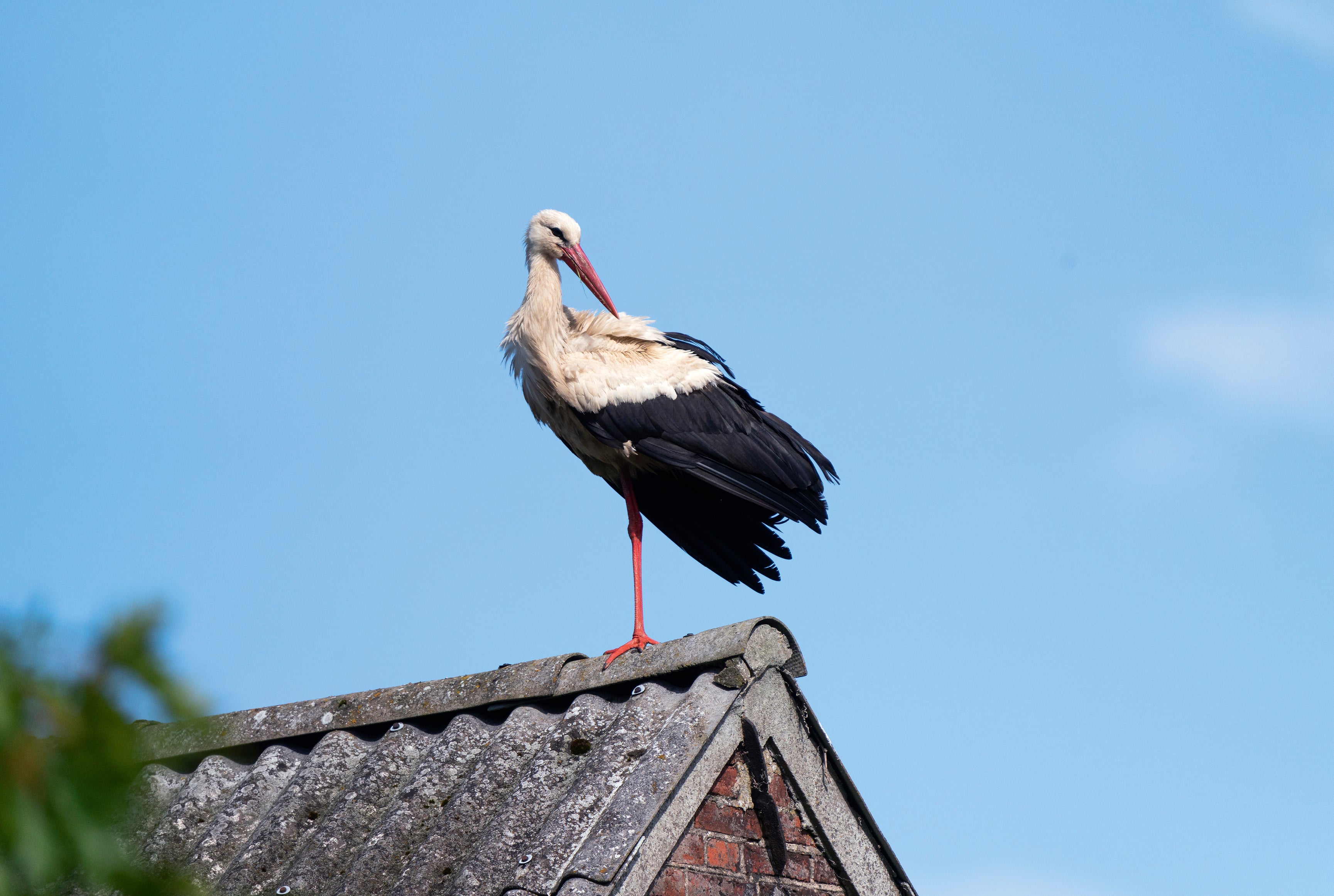 Stork balance