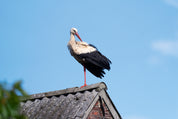 Stork balance