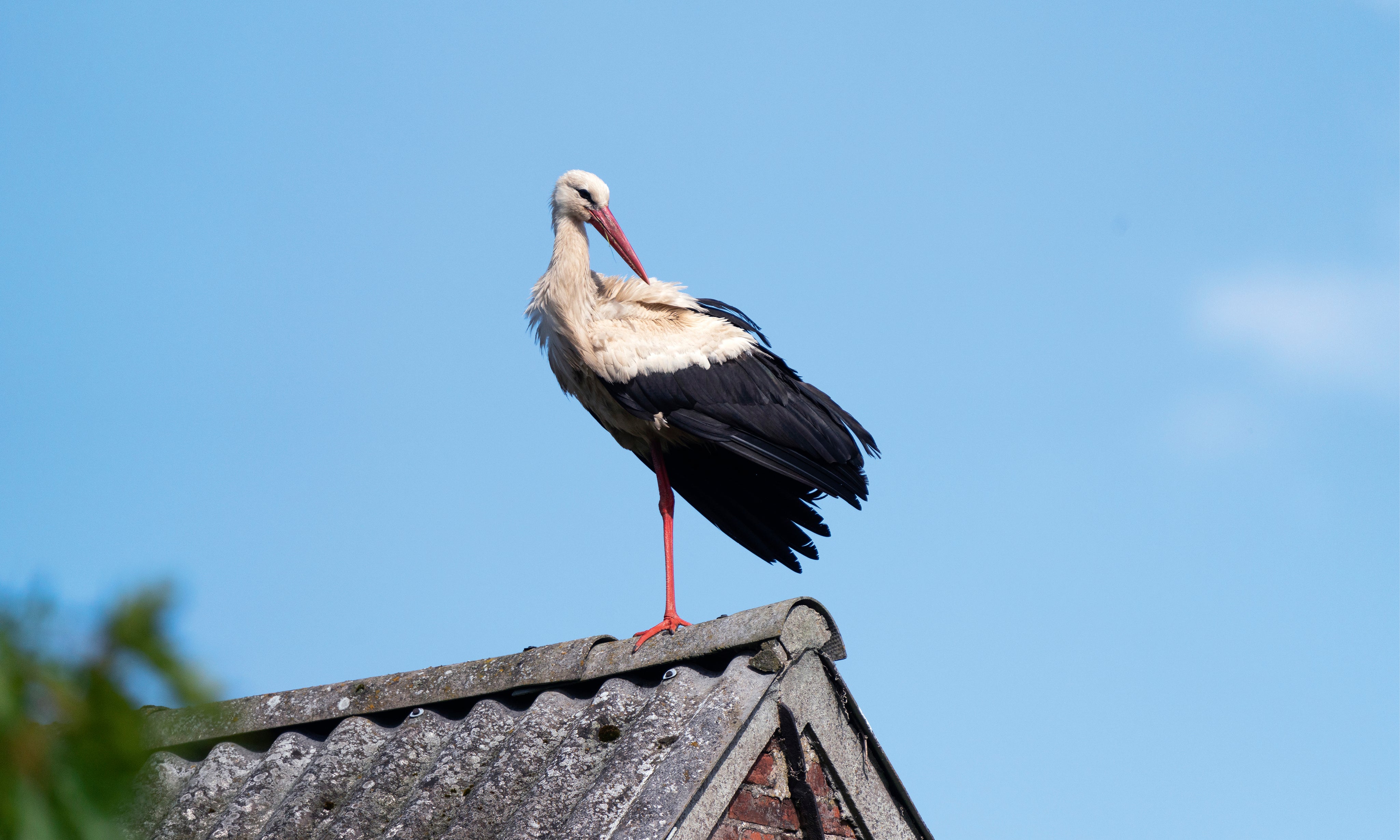 Storkbalance-150x100cm.jpg