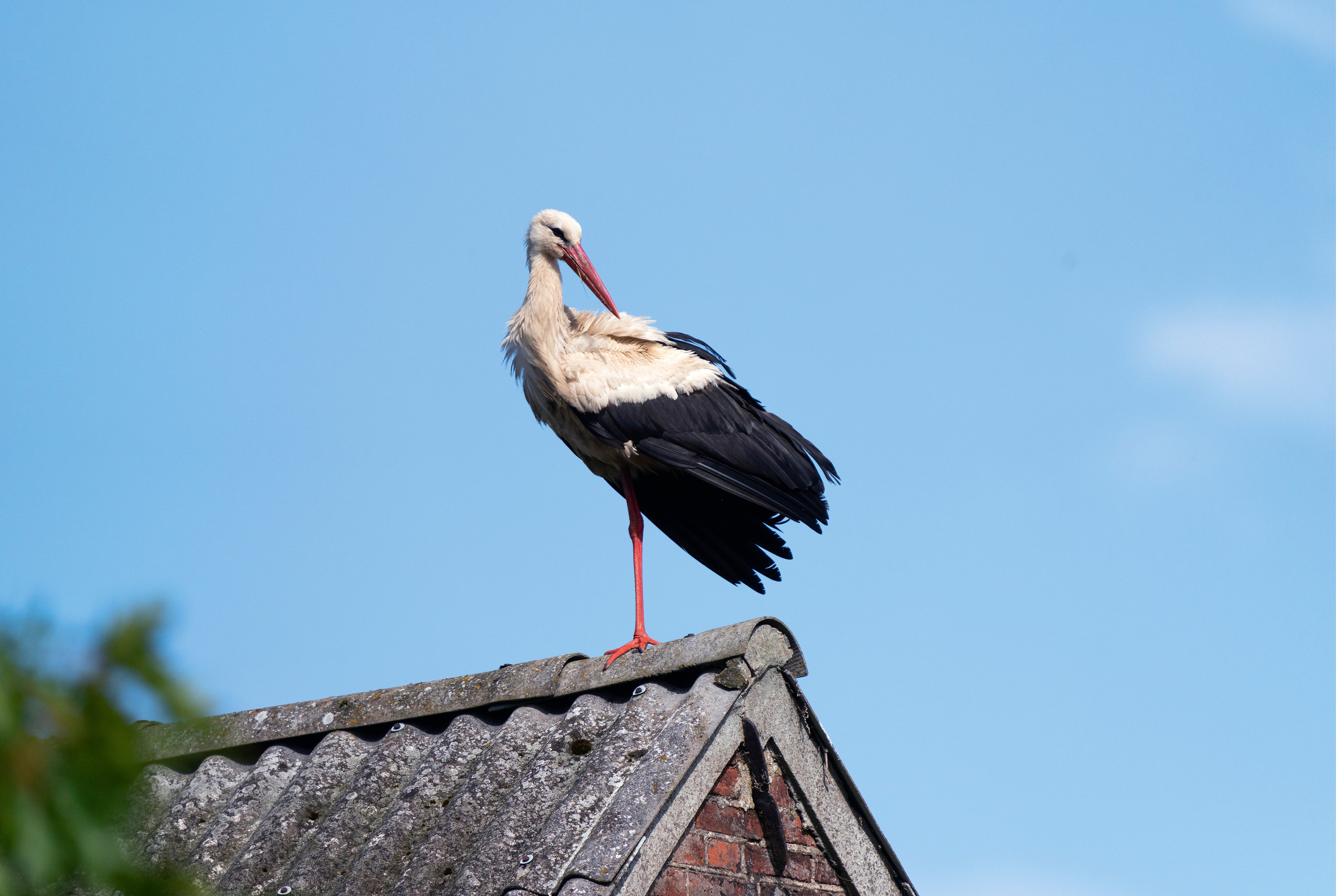 Stork balance