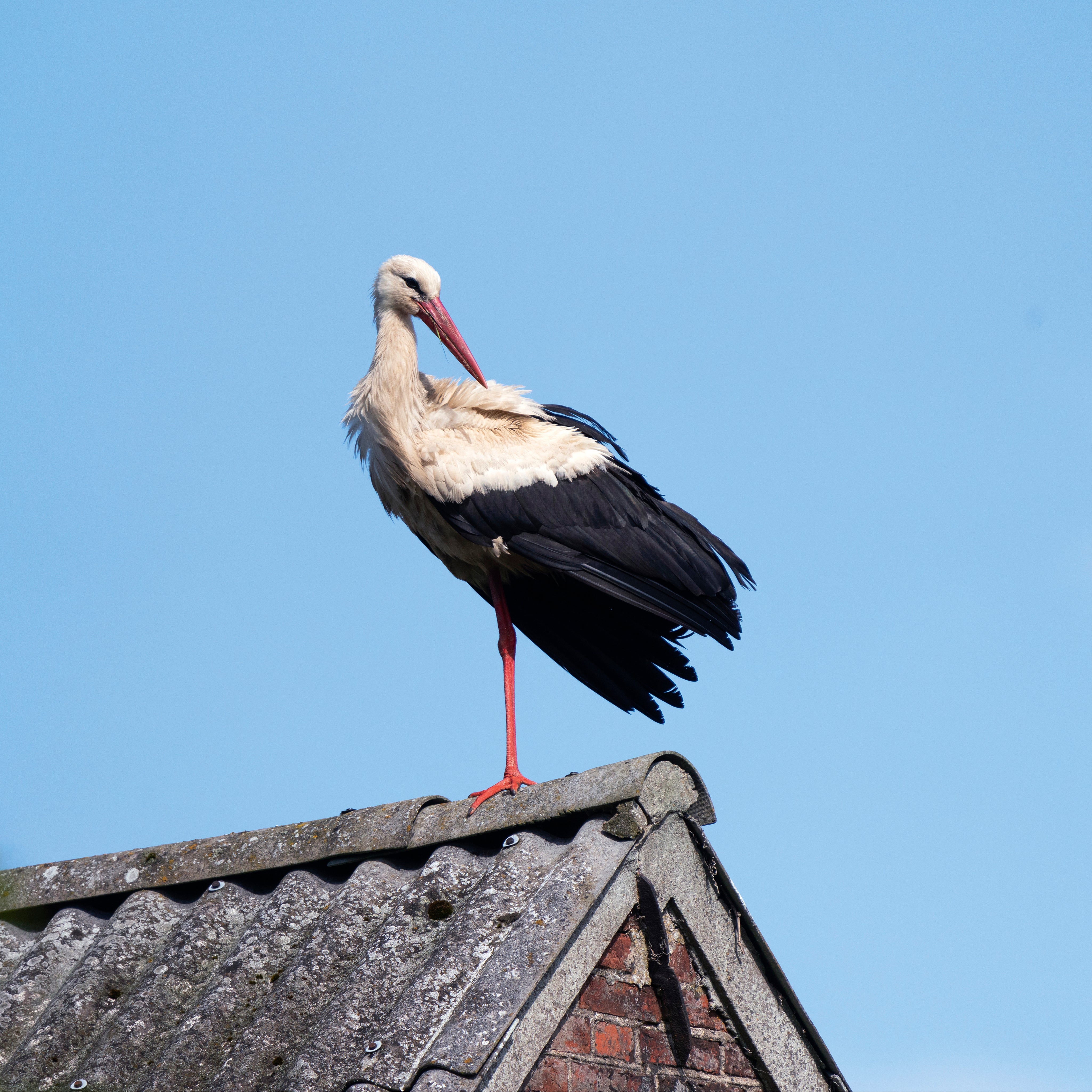 Stork balance