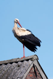 Stork balance