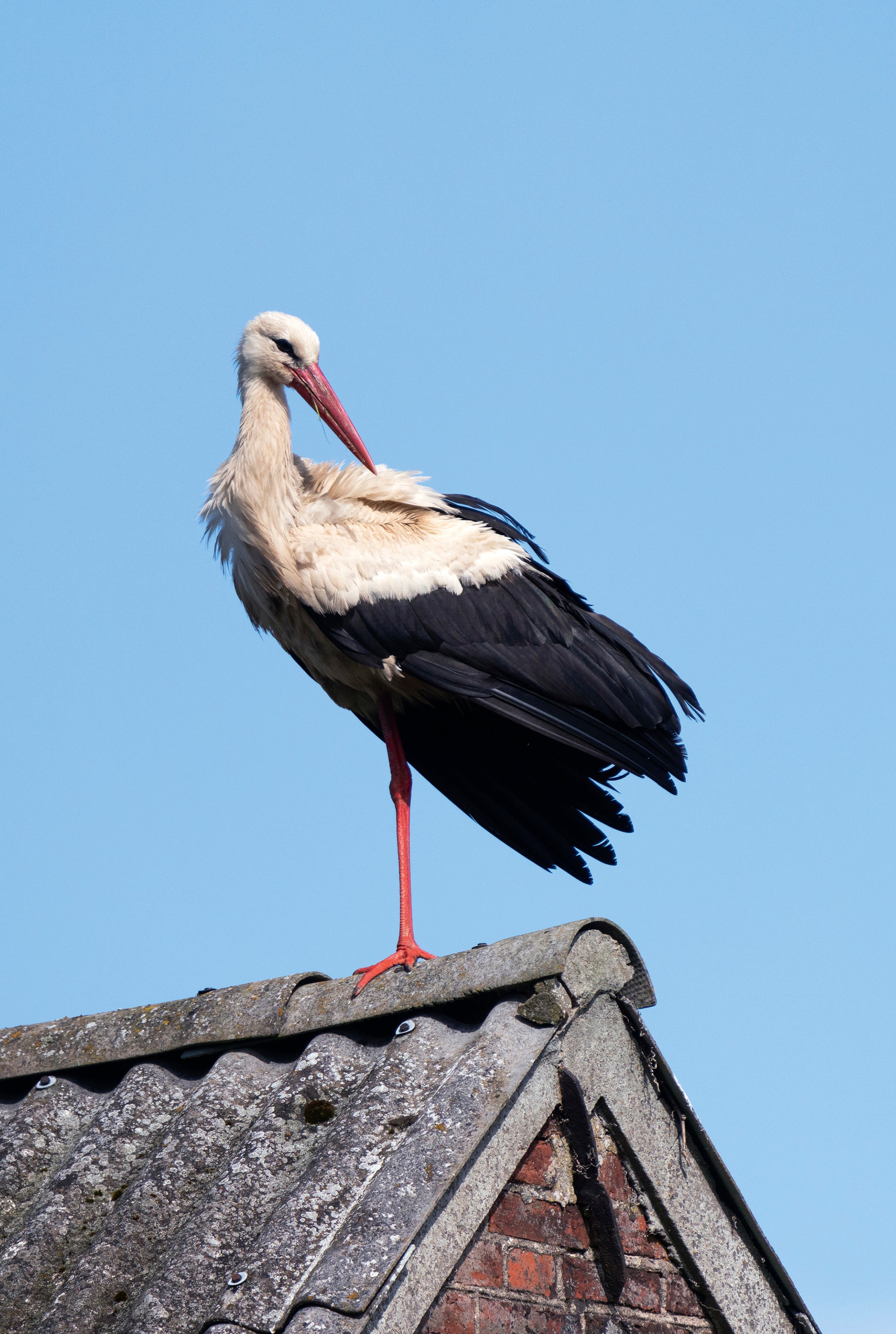 Stork balance