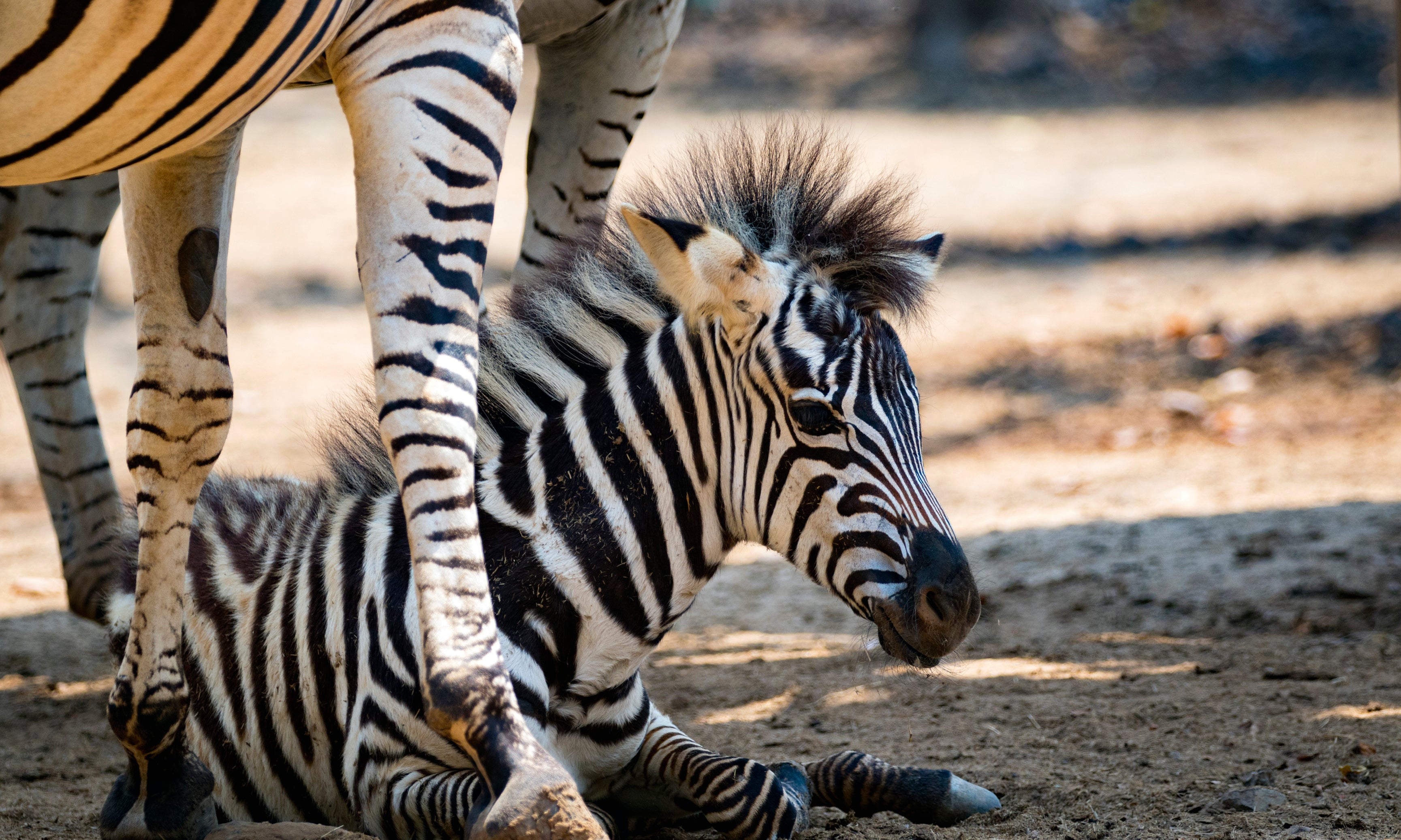 Stripesofnewlife-120x80cm.jpg