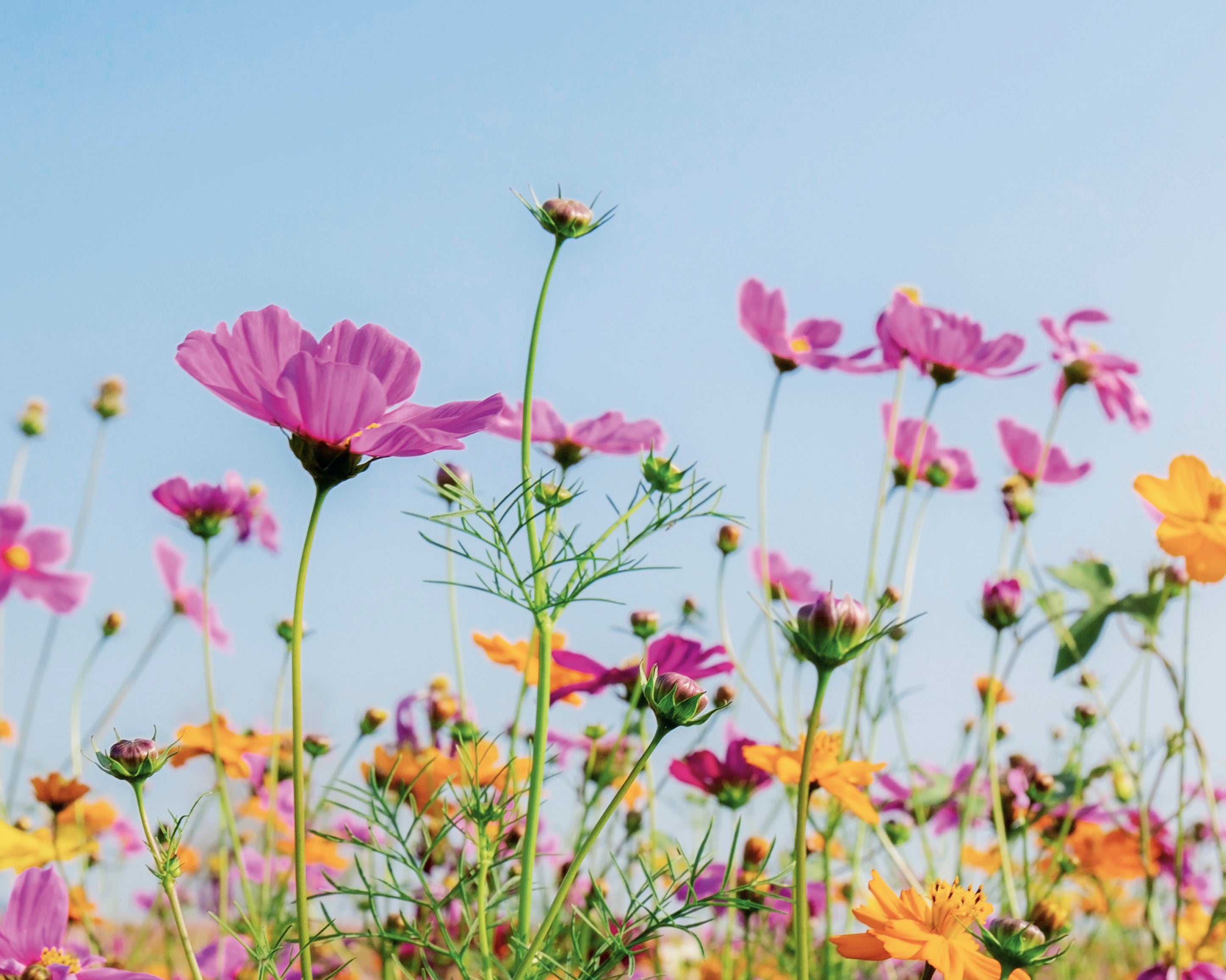 Summerbloom-100x150cm.jpg