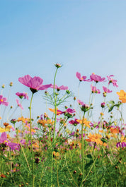 Summer bloom