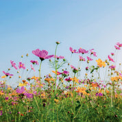Summer bloom