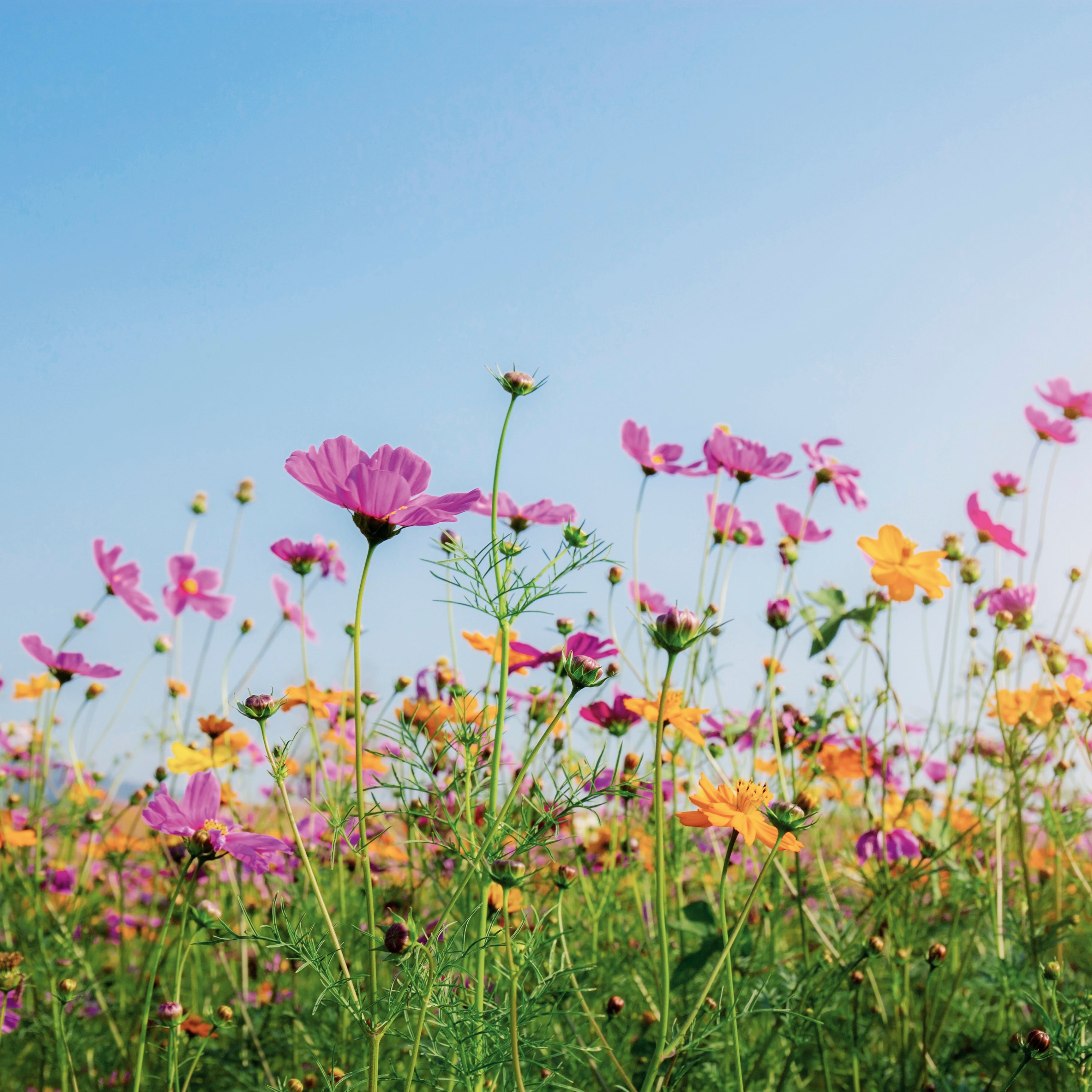 Summer bloom