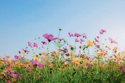 Summer bloom