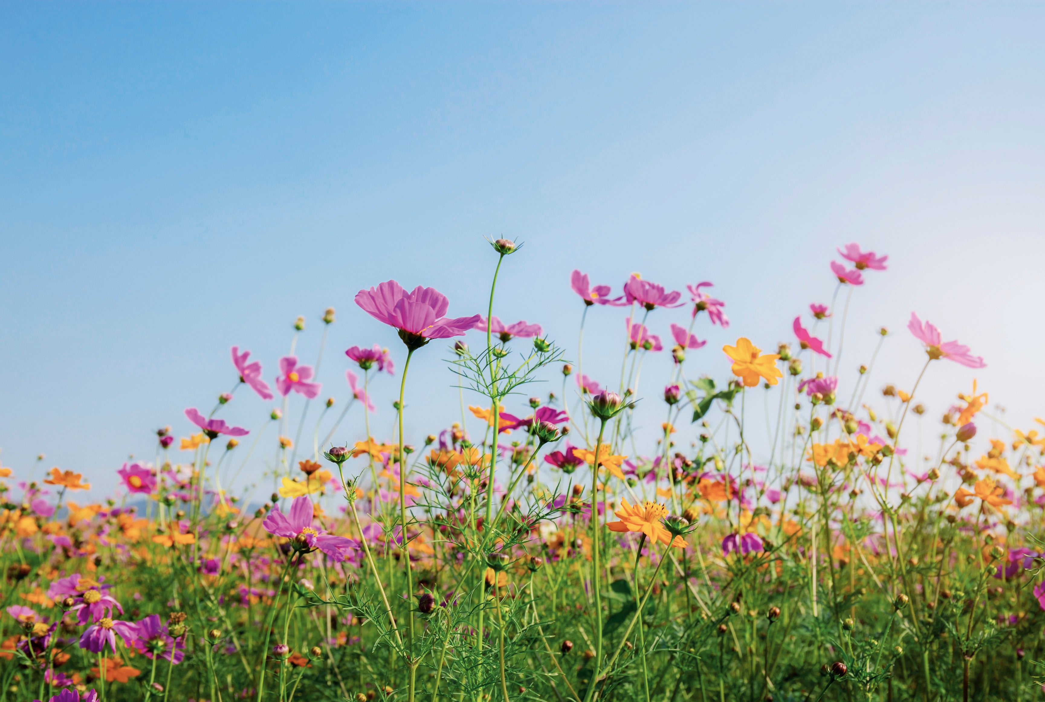 Summerbloom-120x80cm.jpg