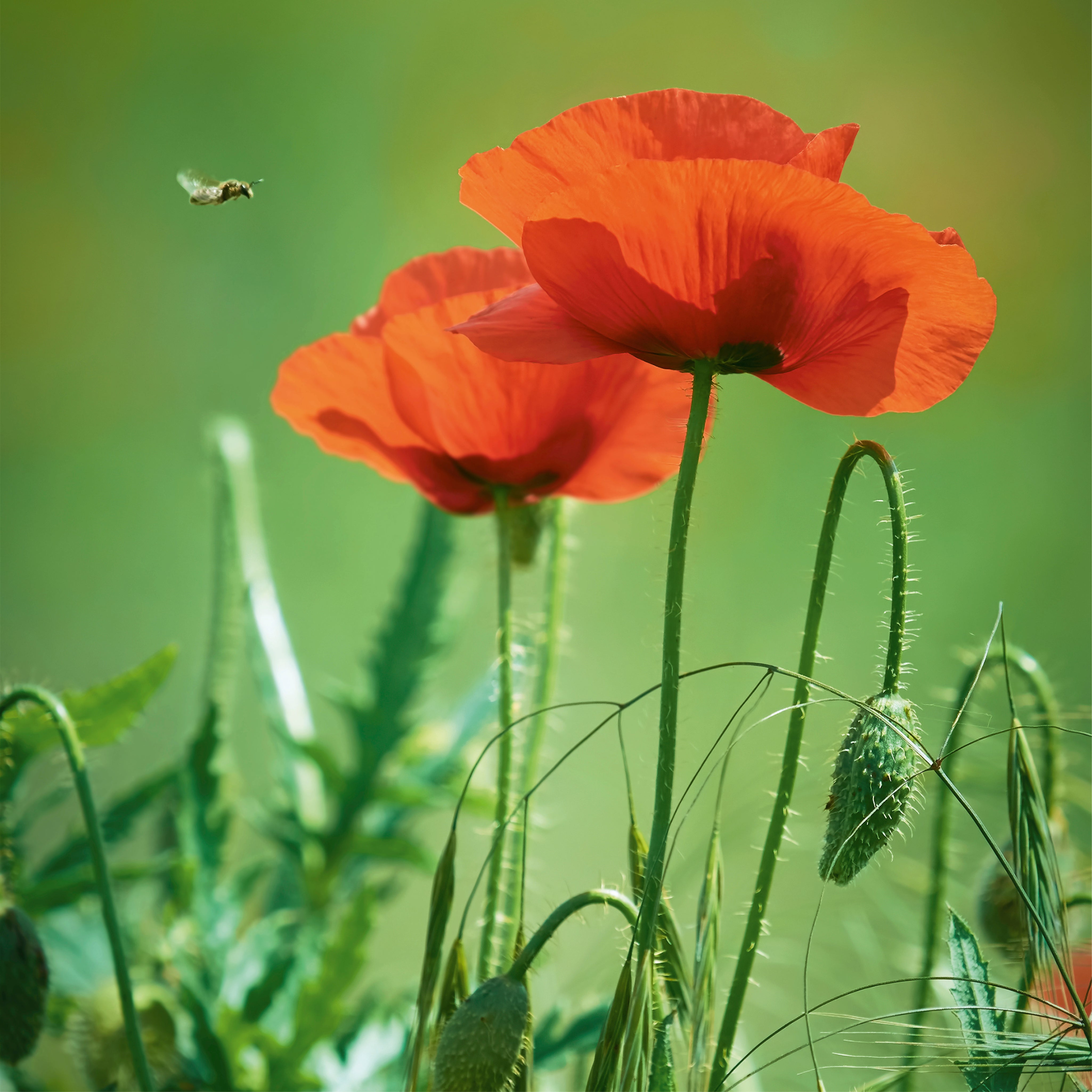 Summer poppy