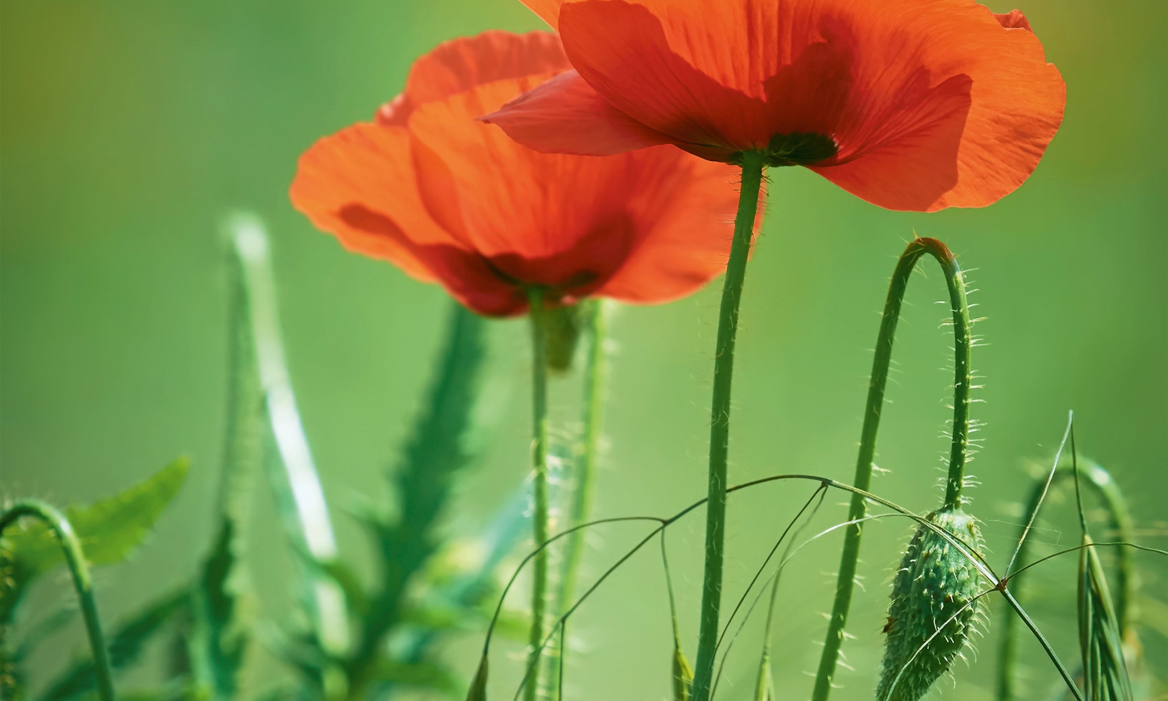 Summerpoppy-80x120cm.jpg