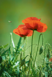 Summer poppy