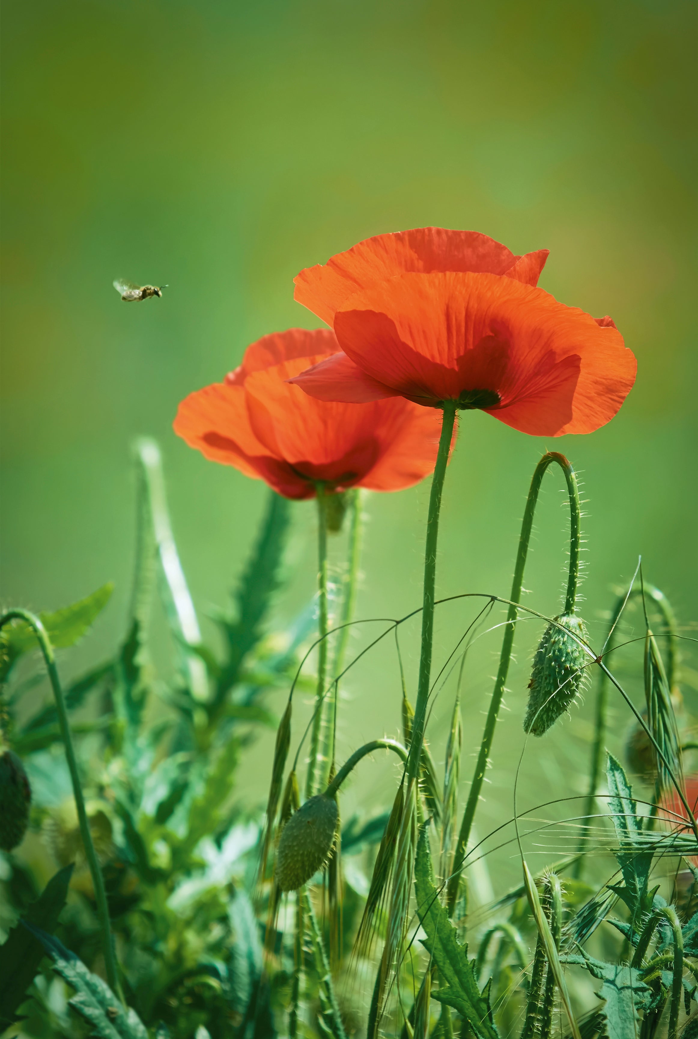 Summer poppy