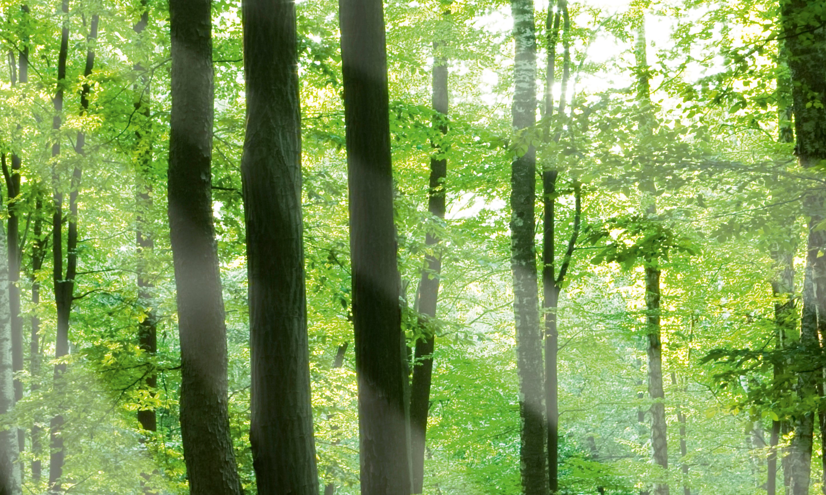 Sunlitgrove-100x150cm.jpg